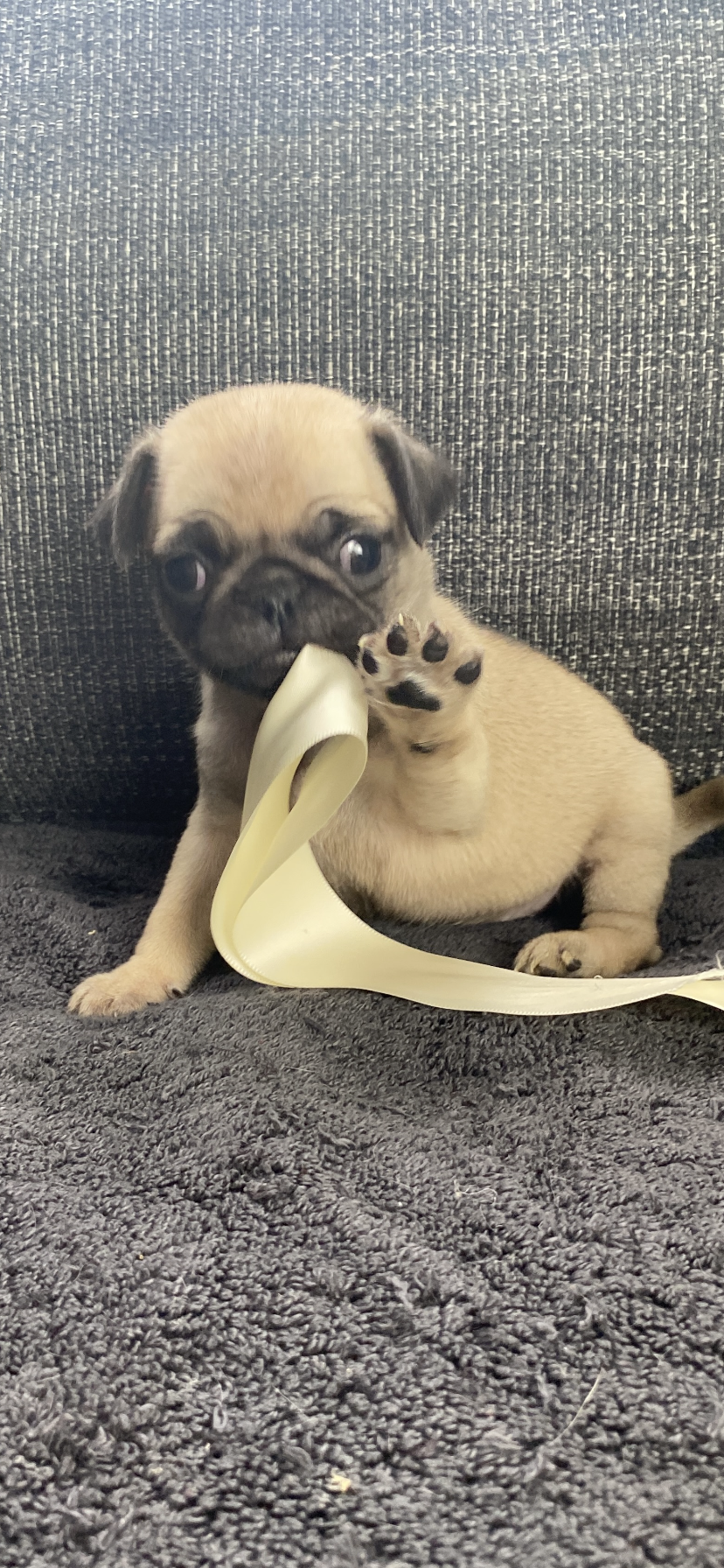 Sadie  – Pug puppy for sale in Mocksville, NC