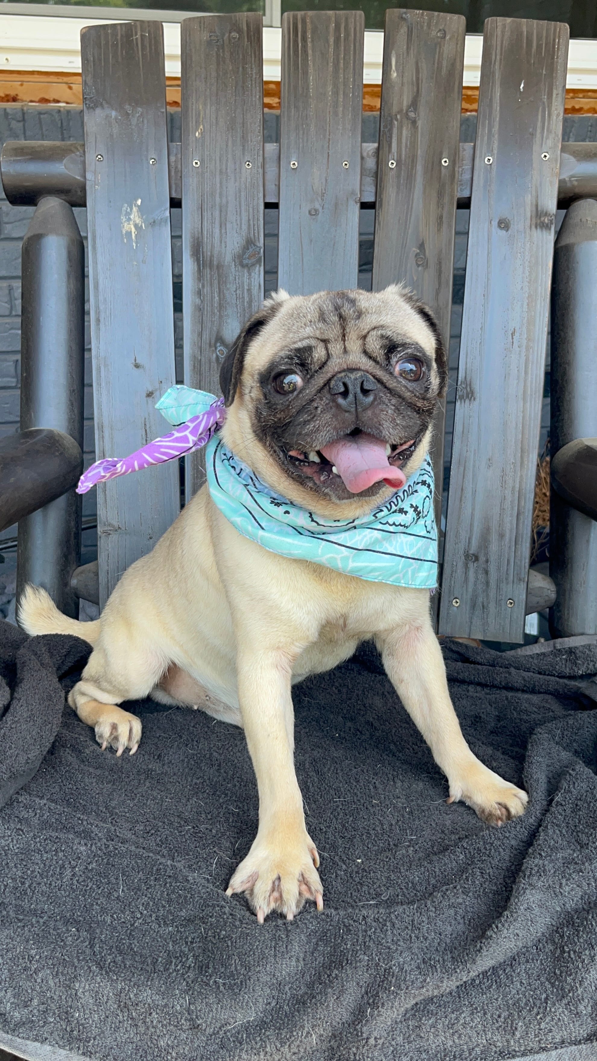 Bubba – Pug puppy for sale in Mocksville, NC