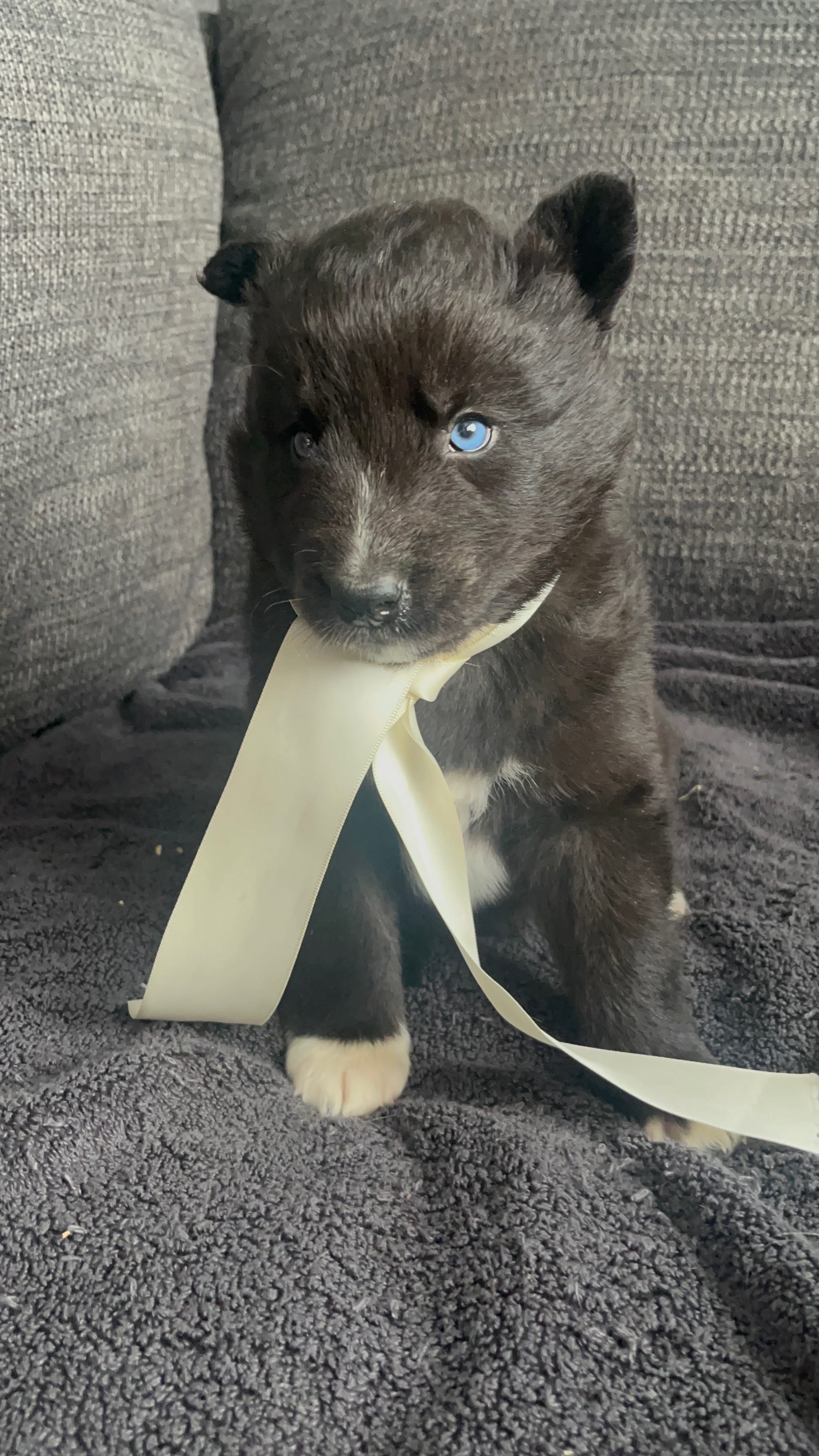 Bandit  – Siberian Husky puppy for sale in Mocksville, NC