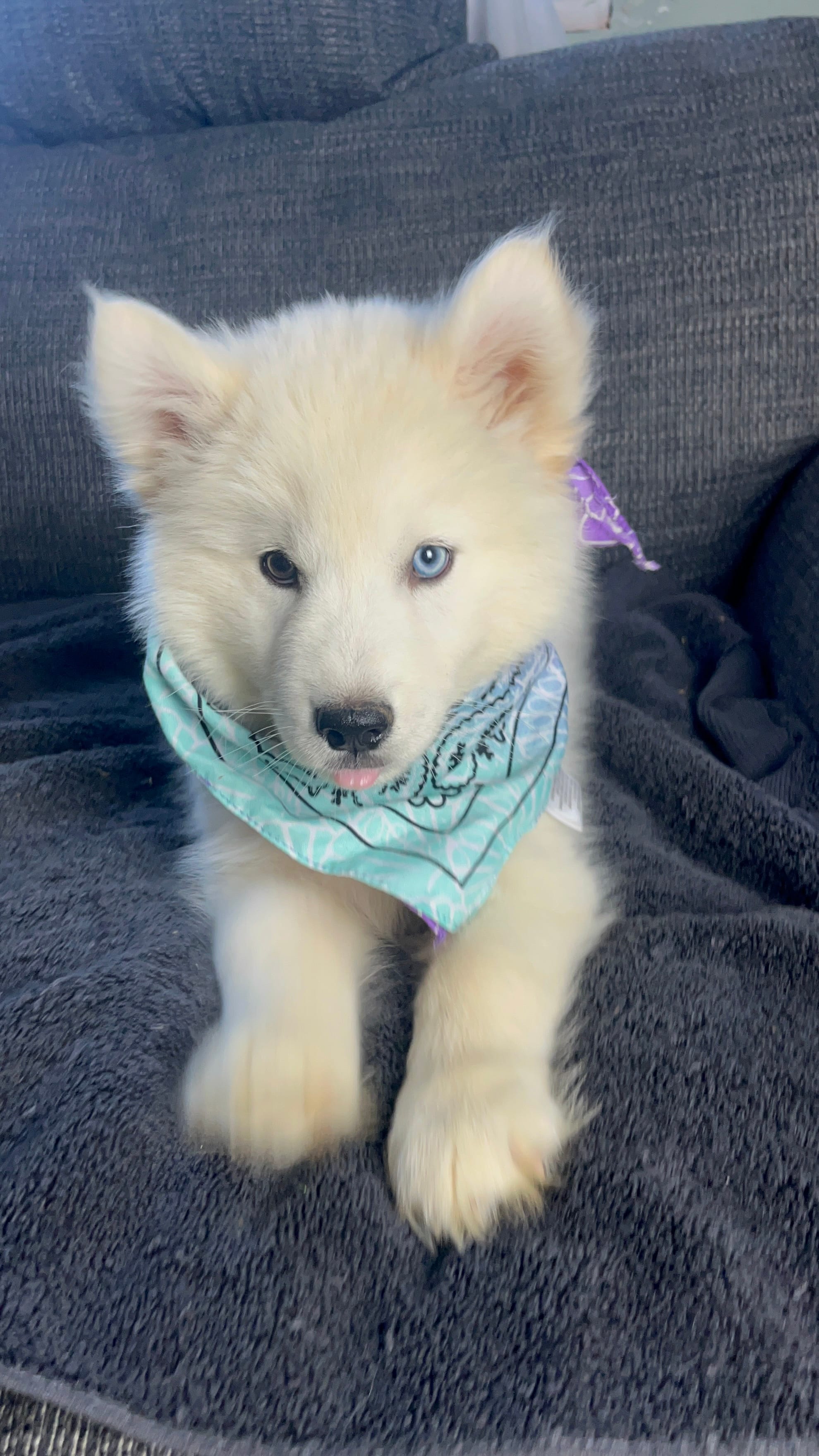 Panda – Siberian Husky puppy for sale in Mocksville, NC