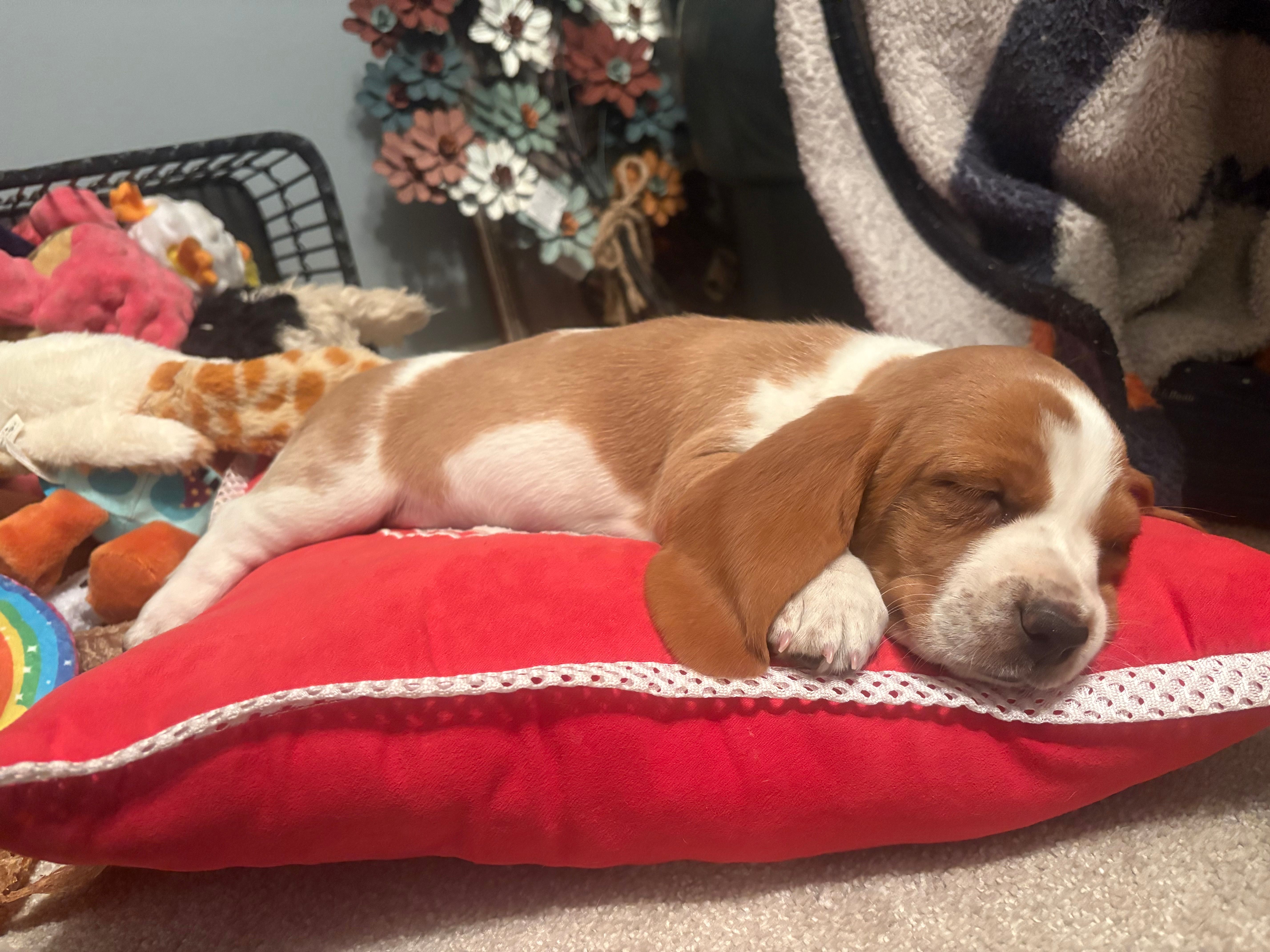 Macadamia – Basset Hound puppy for sale in Vernon Rockville, CT