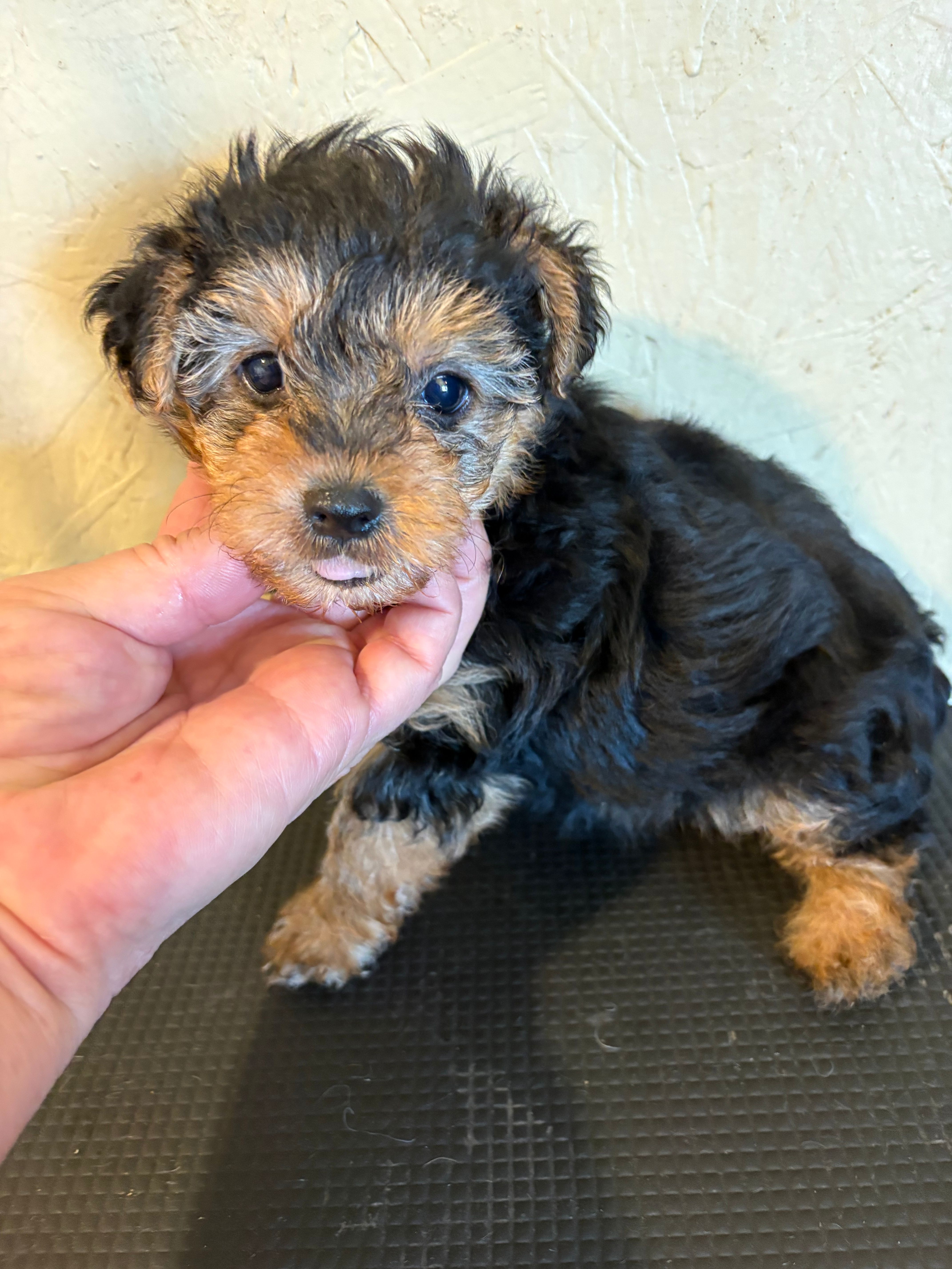 Rover – Yorkipoo puppy for sale in Saint Hedwig, TX