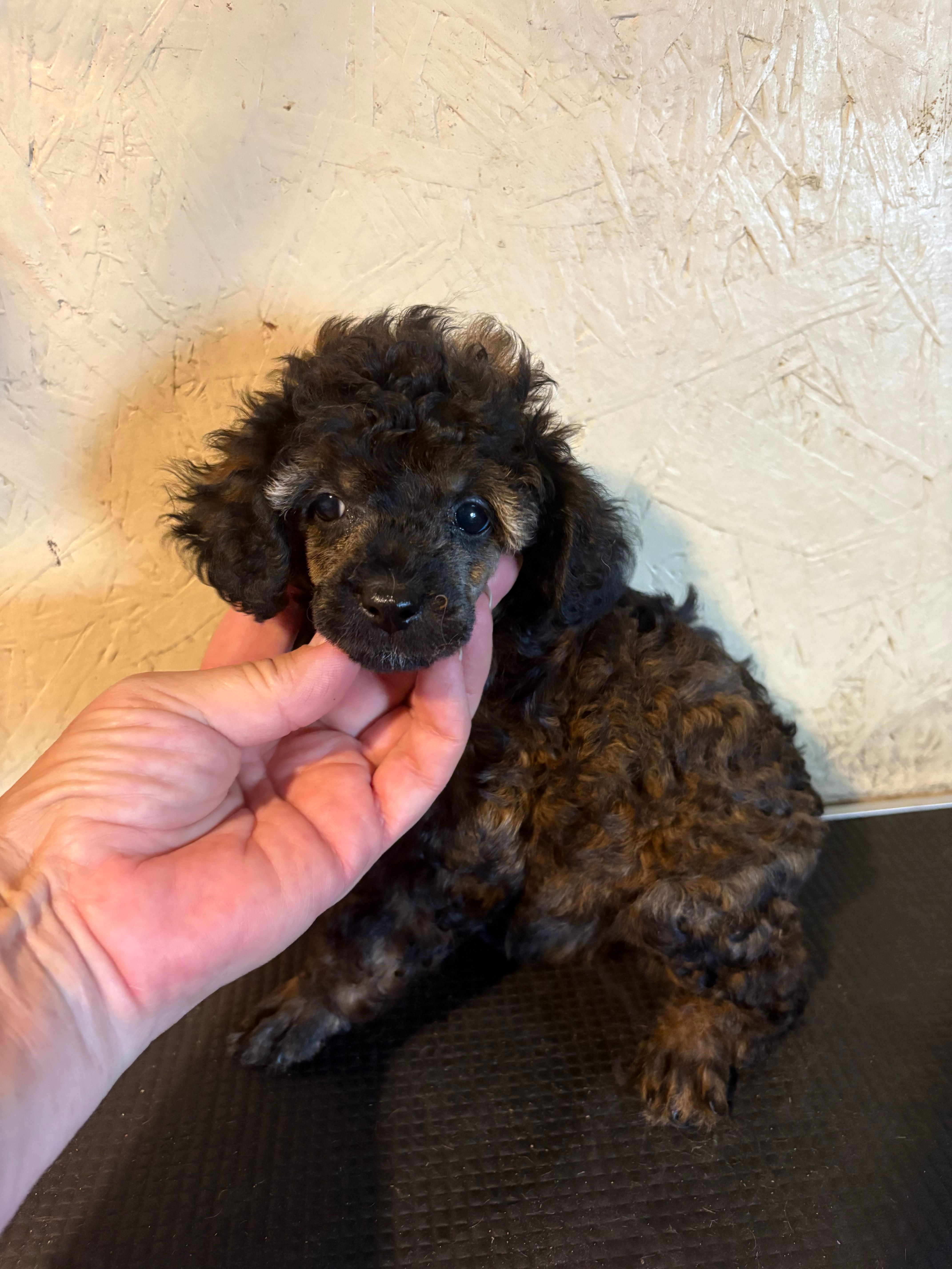 Sable barbie – Poodle - Miniature  puppy for sale in Saint Hedwig, TX