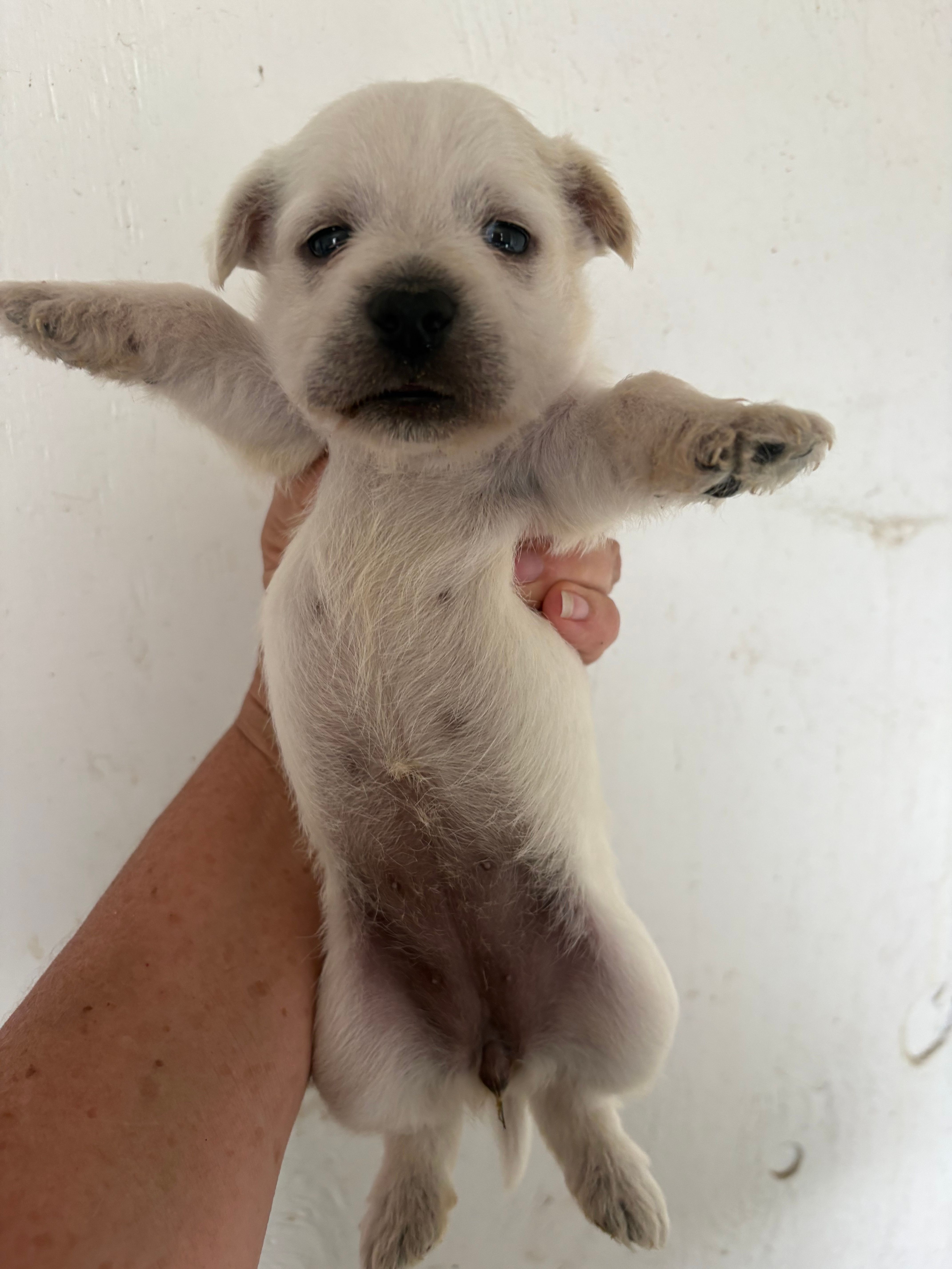 Crystal – West Highland White Terrier puppy for sale in Saint Hedwig, TX