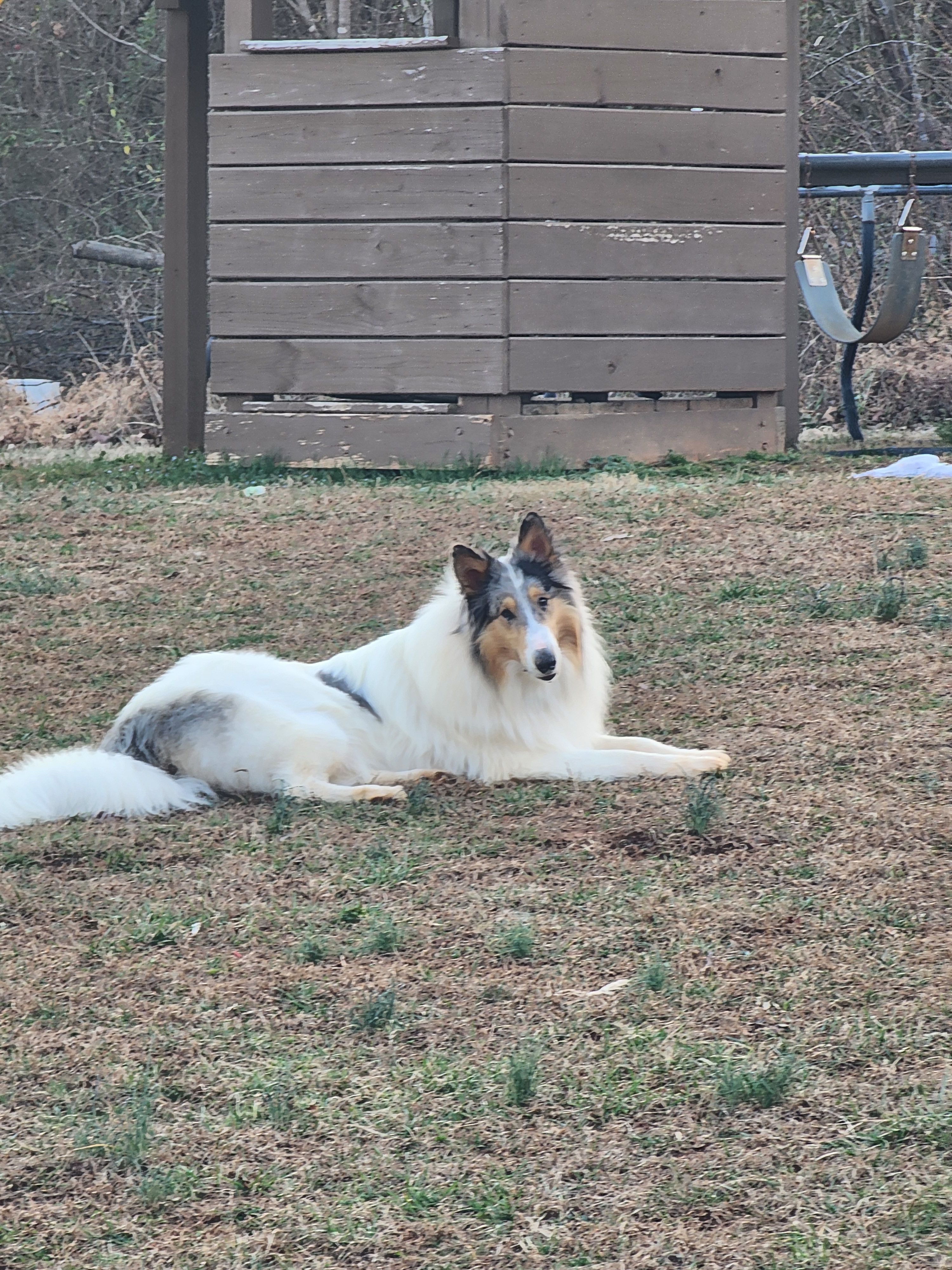 Maverick – Collie puppy for sale in Mount Airy, NC
