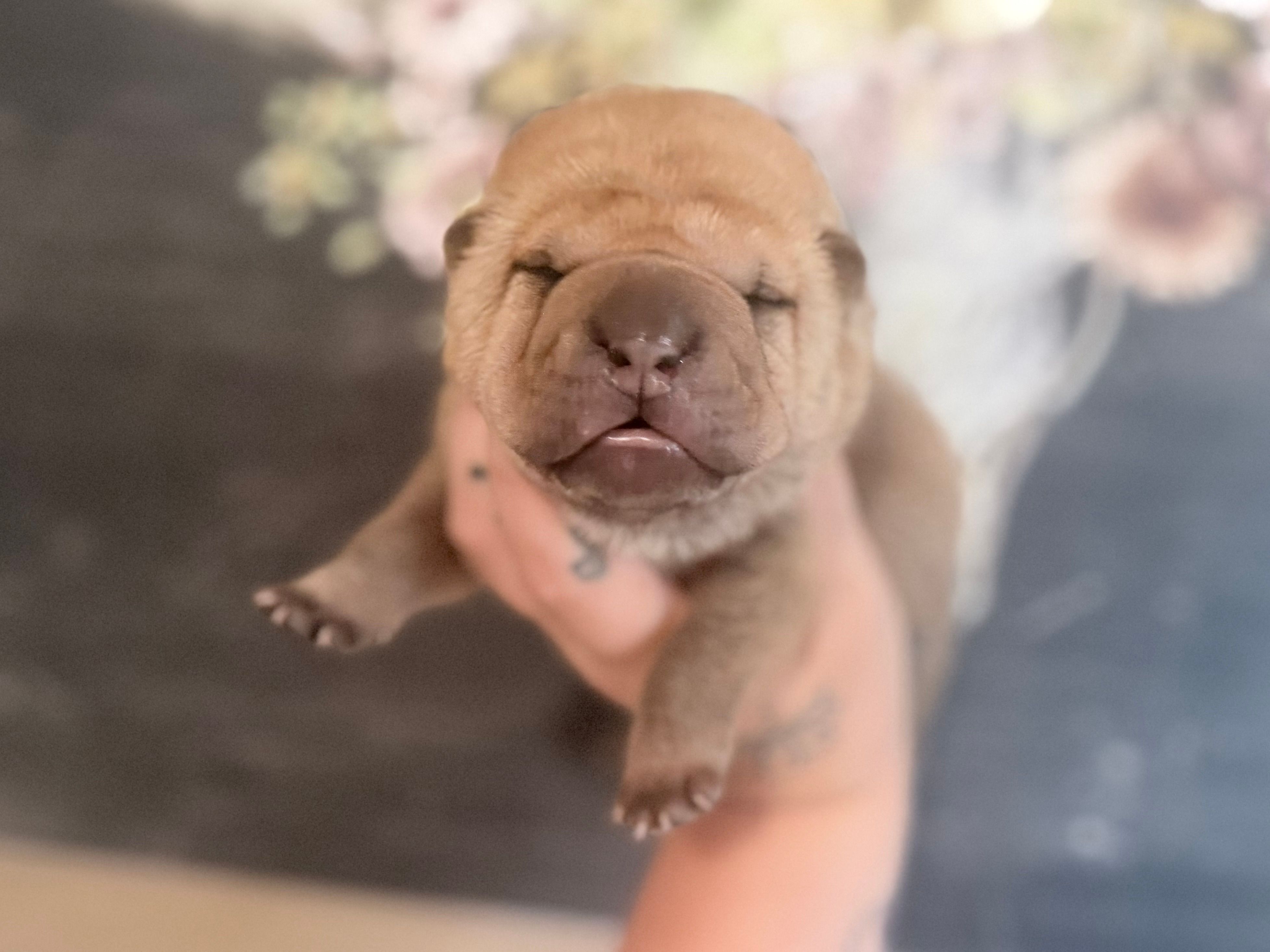 Oak – Chinese Shar-Pei puppy for sale in Lehigh Acres, FL