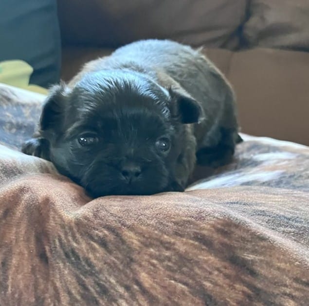 Midnight – Shih Tzu puppy for sale in Fairbury, NE