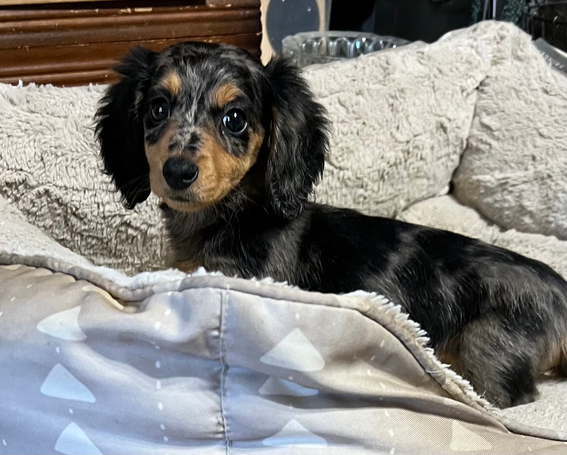 Jill AKC long hair – Miniature Dachshund puppy for sale in Lansing, IA