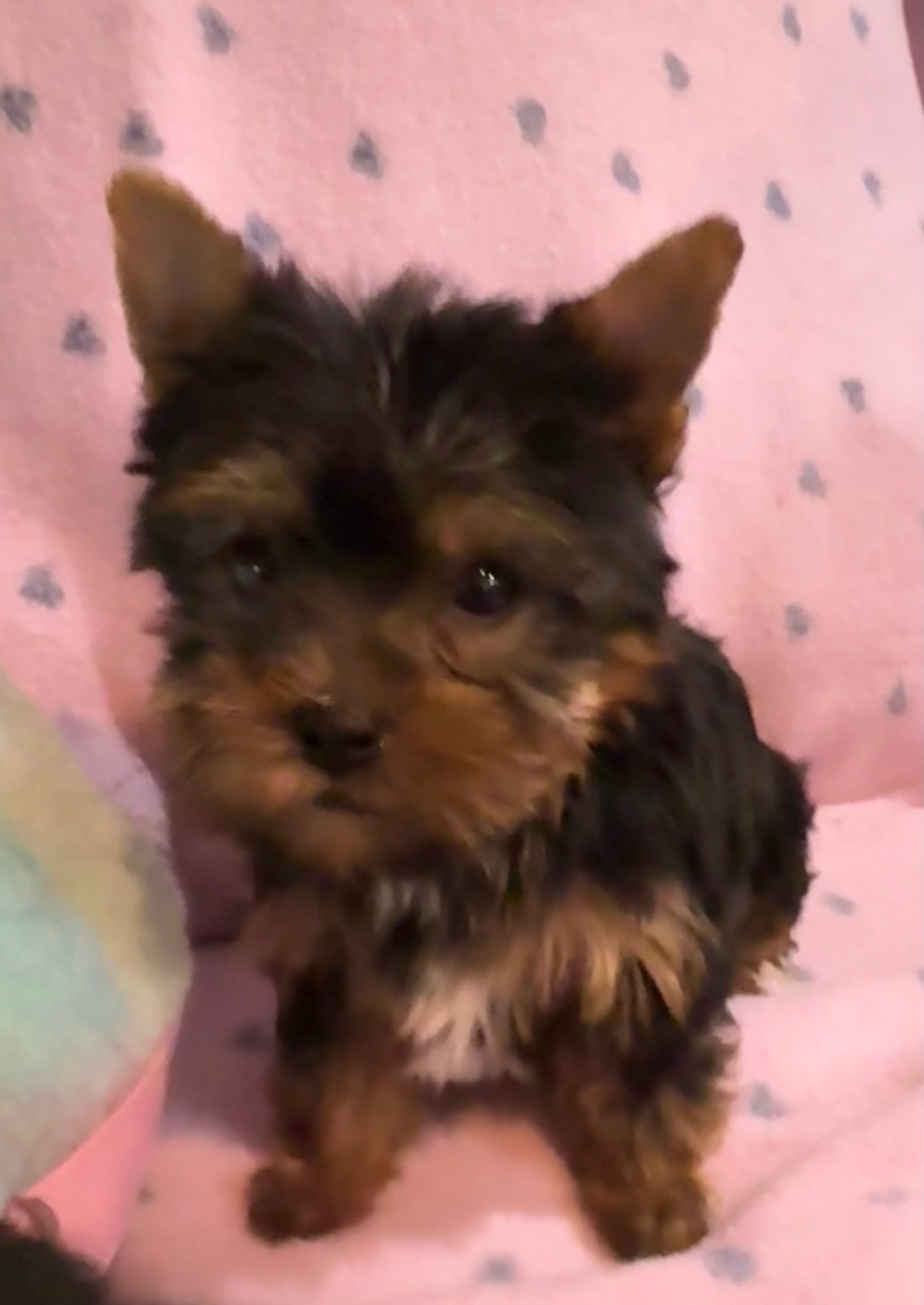 Misty  – Yorkshire Terrier puppy for sale in Hope, IN