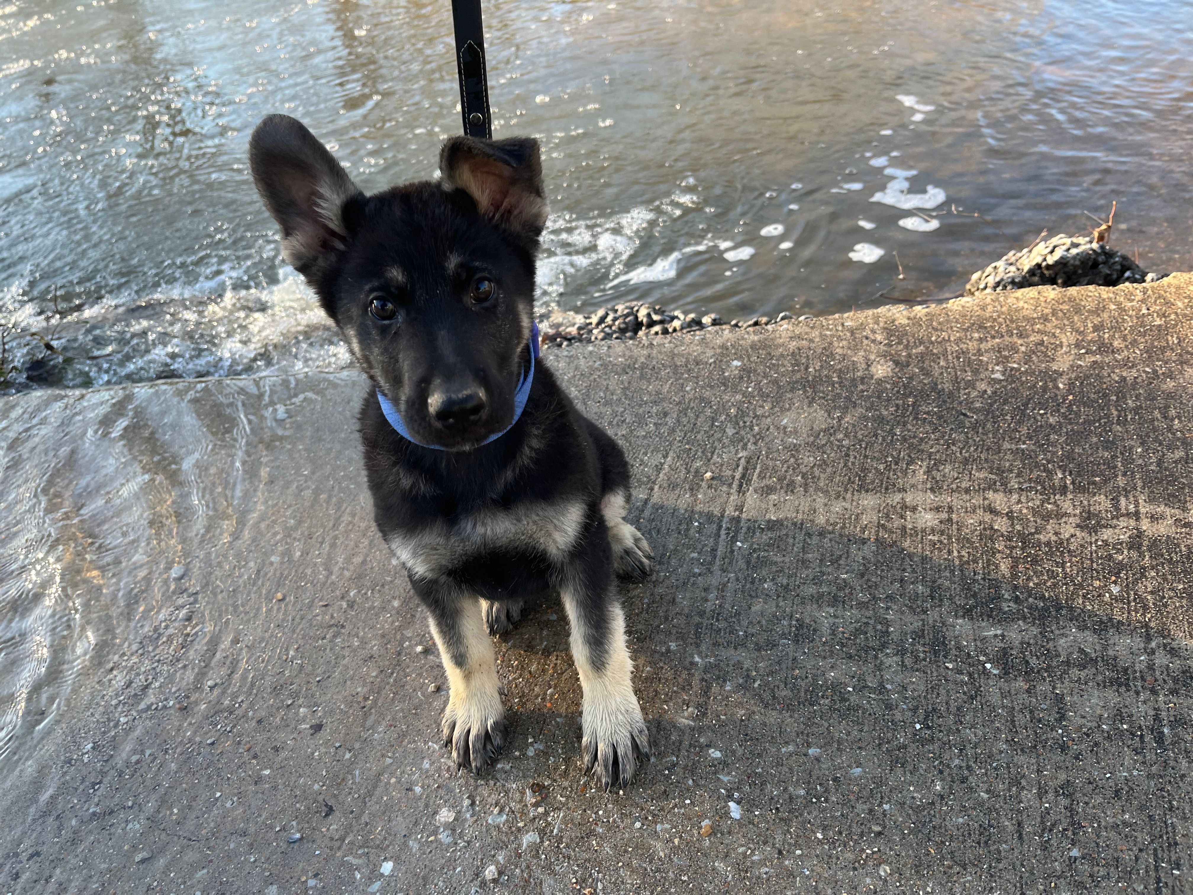 Kipper – German Shepherd Dog puppy for sale in Edwards, MO