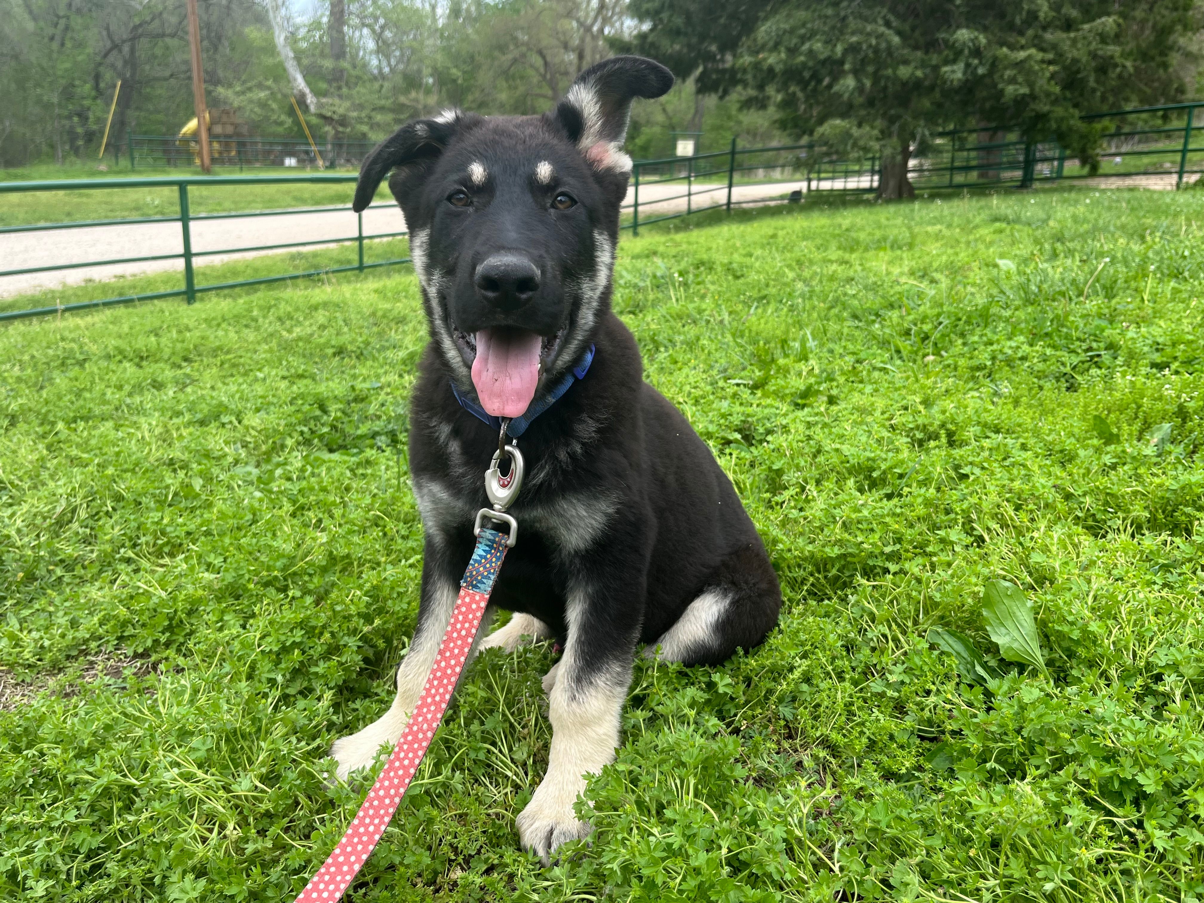 Clovis – German Shepherd Dog puppy for sale in Edwards, MO