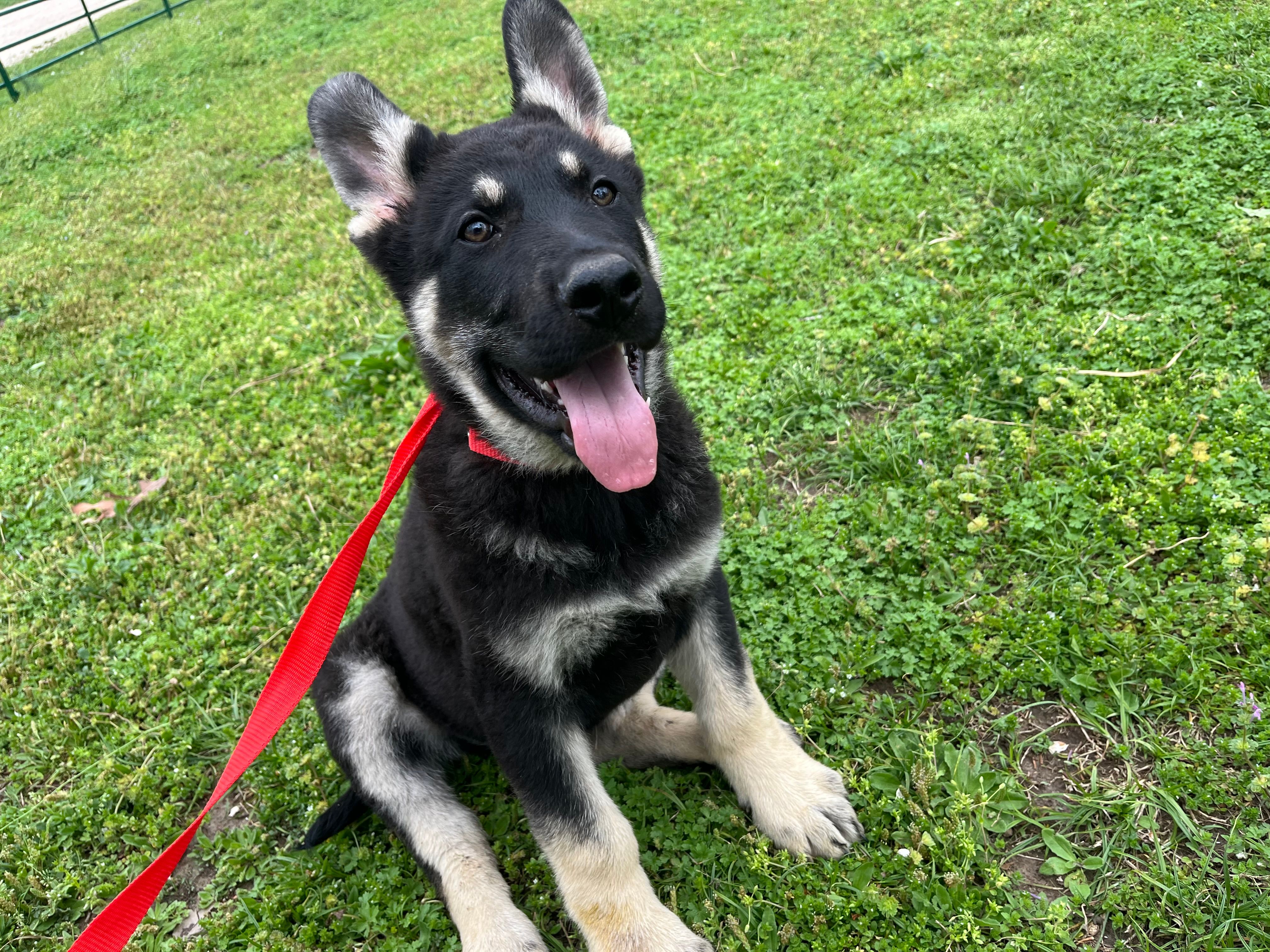 Clovis – German Shepherd Dog puppy for sale in Edwards, MO