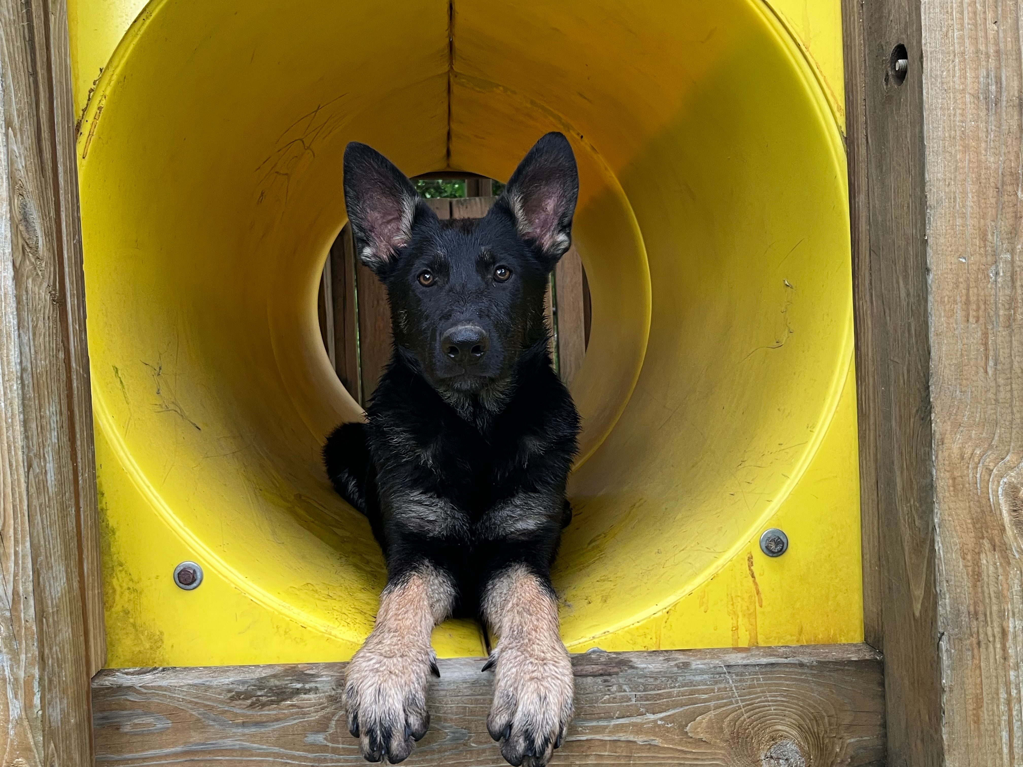  Penny – German Shepherd Dog puppy for sale in Edwards, MO