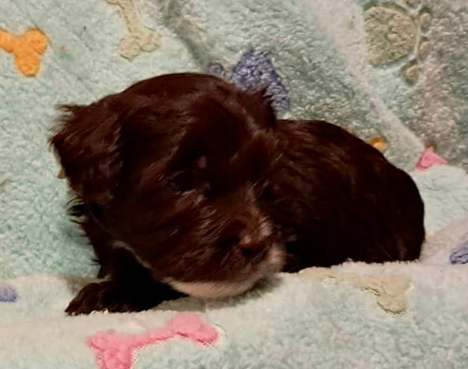 Duke – Yorkipoo, Poodle - Standard  puppy for sale in Martin, TN