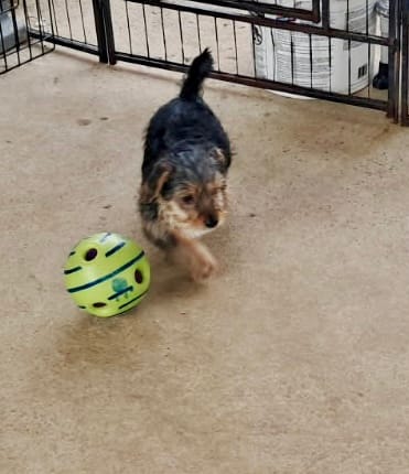 Cooper – Yorkipoo puppy for sale in Martin, TN