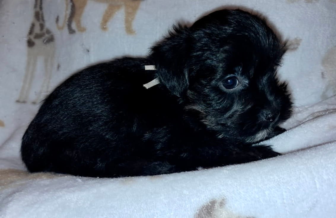 Charlie – Yorkipoo, Yorkshire Terrier puppy for sale in Martin, TN