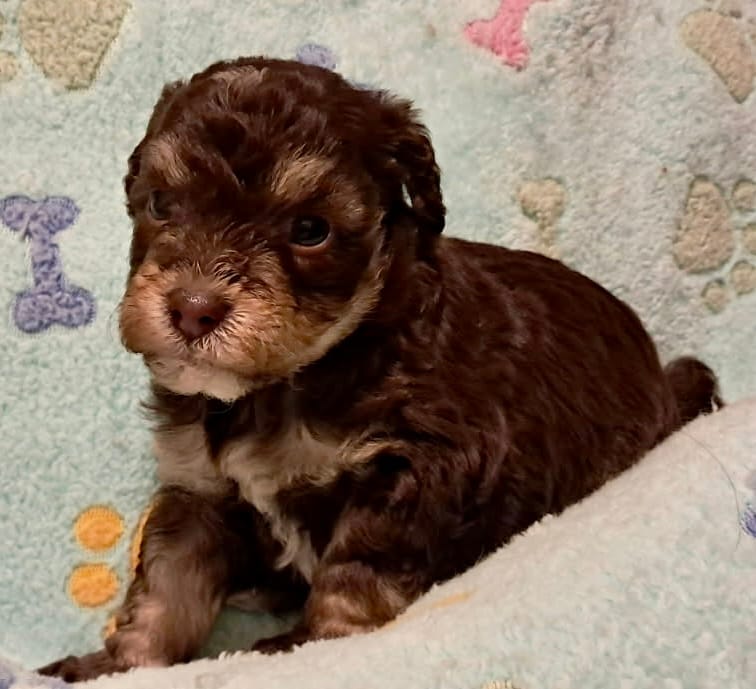 Leo – Yorkipoo, Poodle - Standard  puppy for sale in Martin, TN