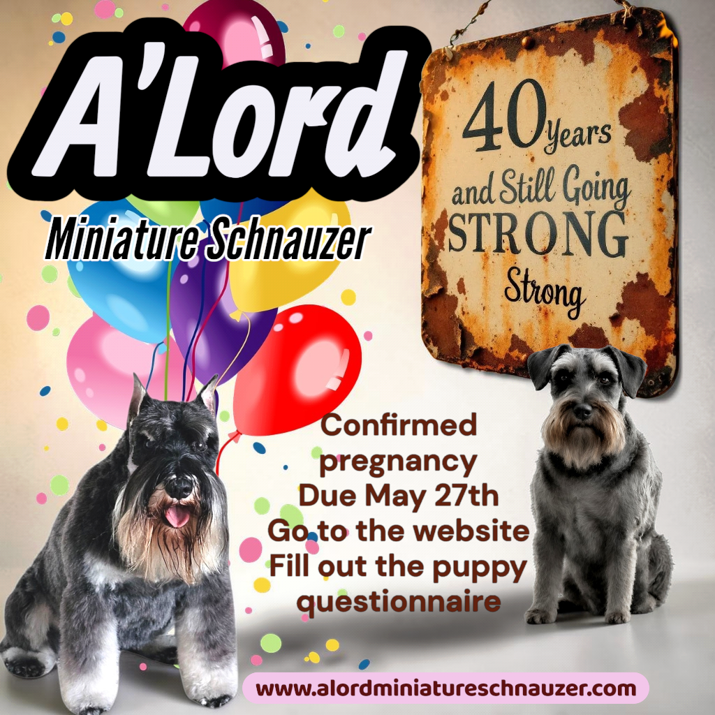 A'Lord  – Miniature Schnauzer puppy for sale in Athens, AL