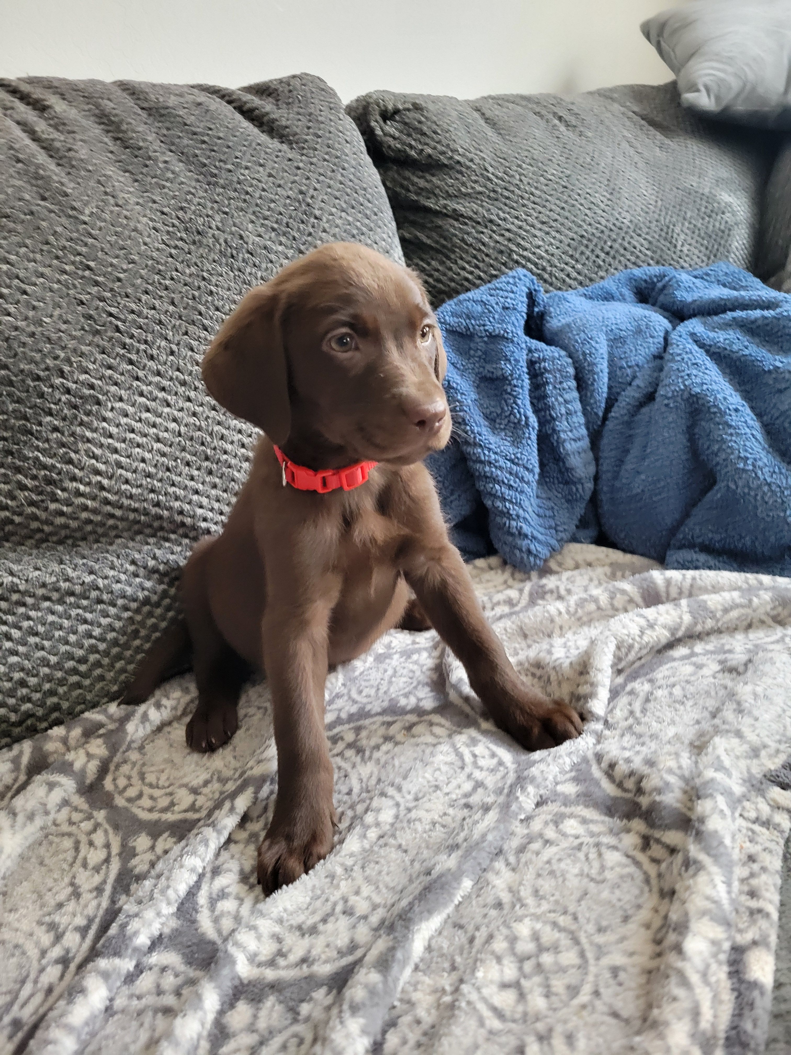 Red – Labrador Retriever puppy for sale in Arizona City, AZ