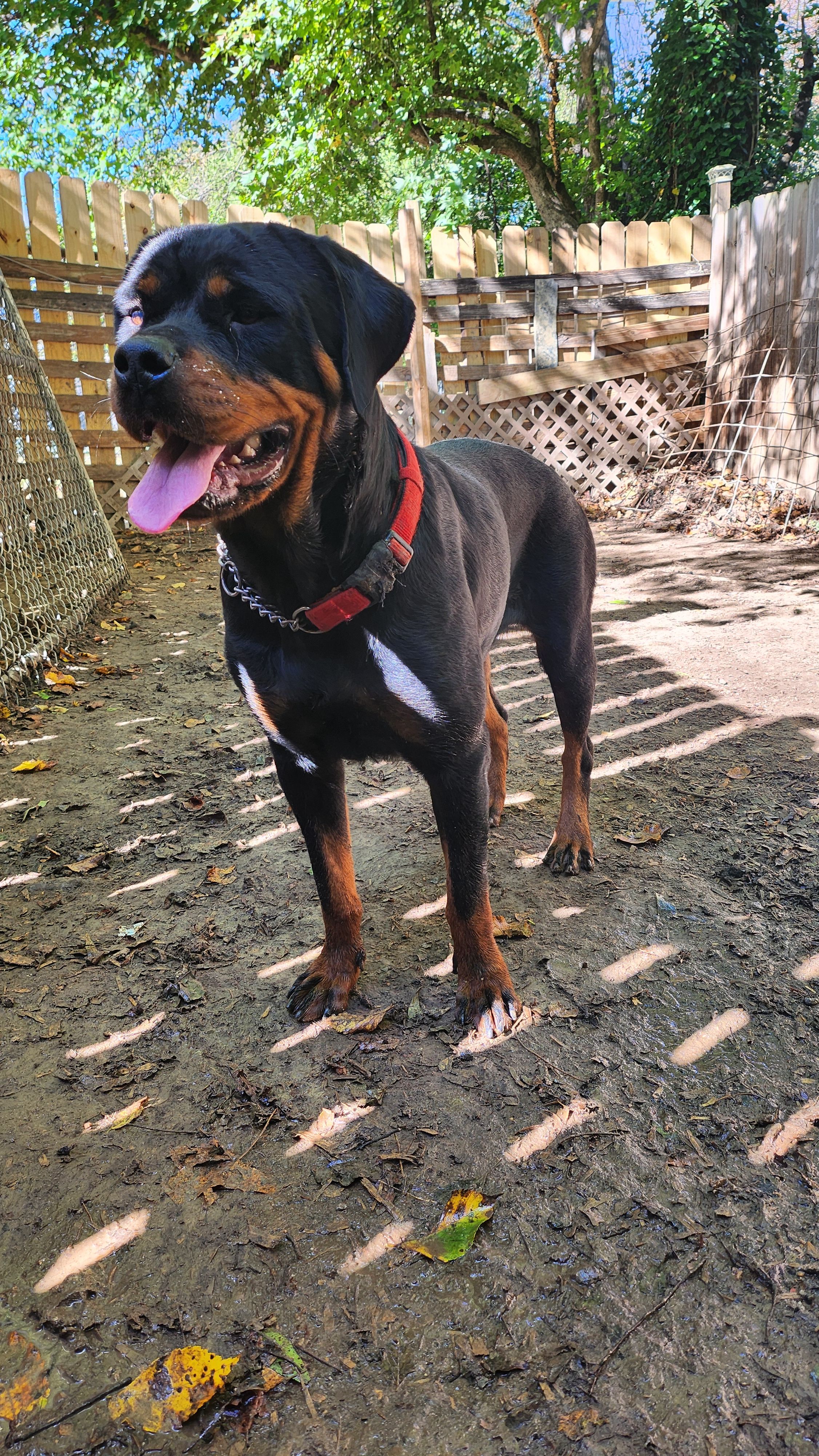 Raven  – Rottweiler puppy for sale in Yanceyville, NC