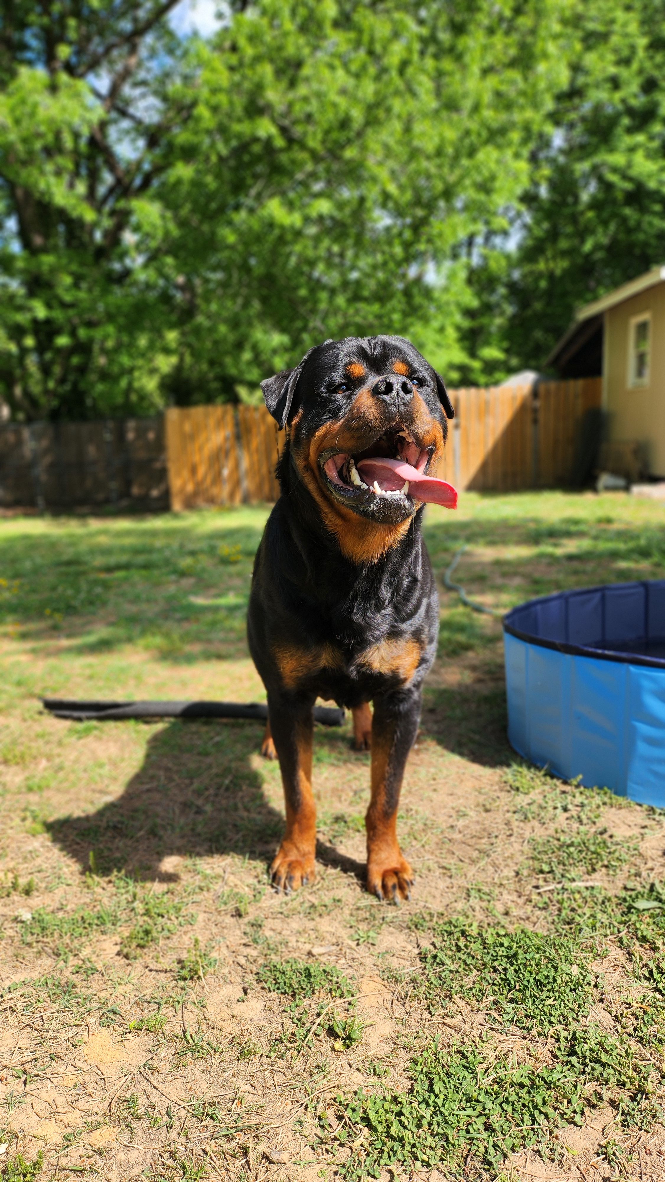 ROTTWEILER  – Rottweiler puppy for sale in Yanceyville, NC