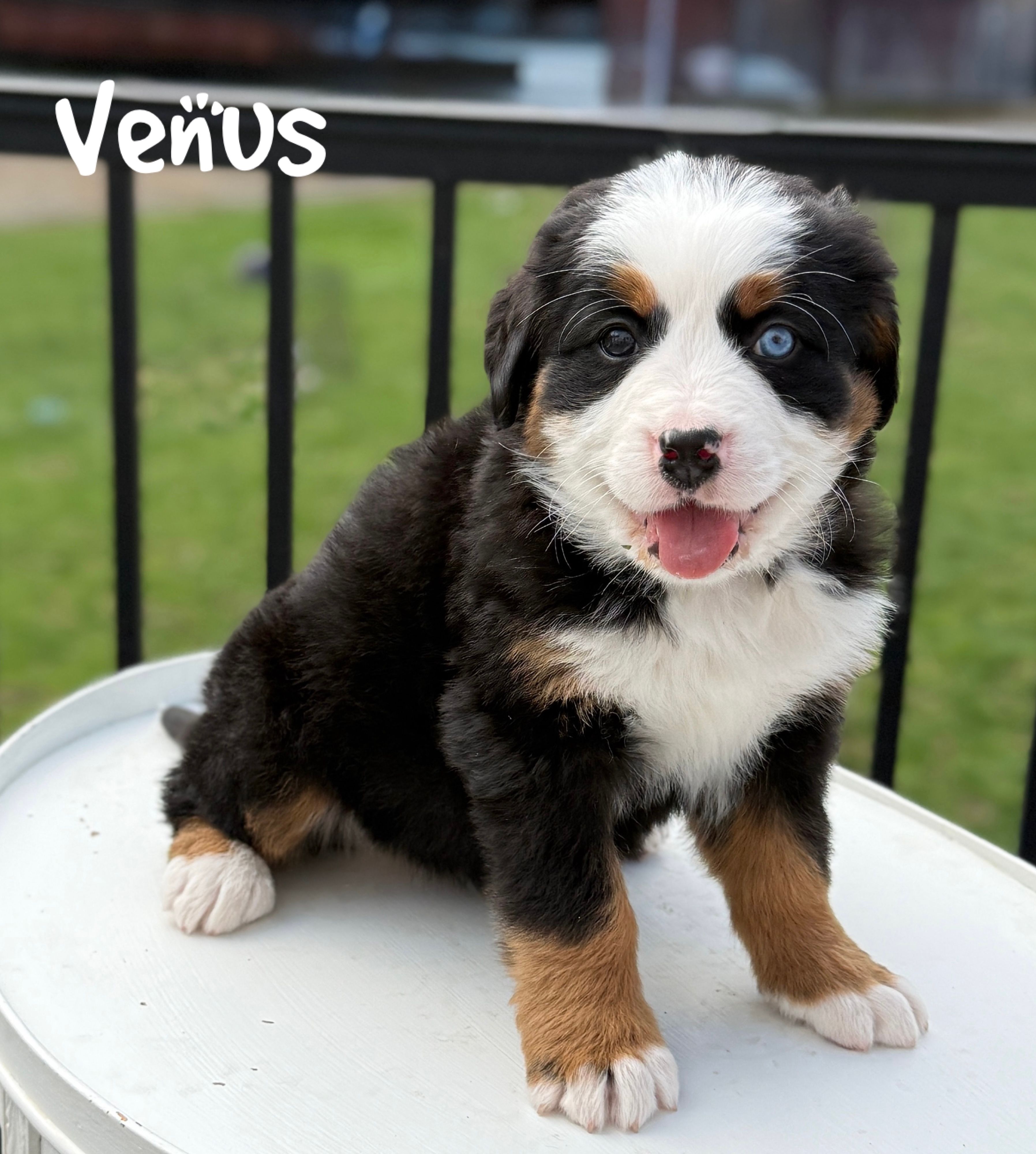 Venus – Bernese Mountain Dog puppy for sale in Alum Bank, PA