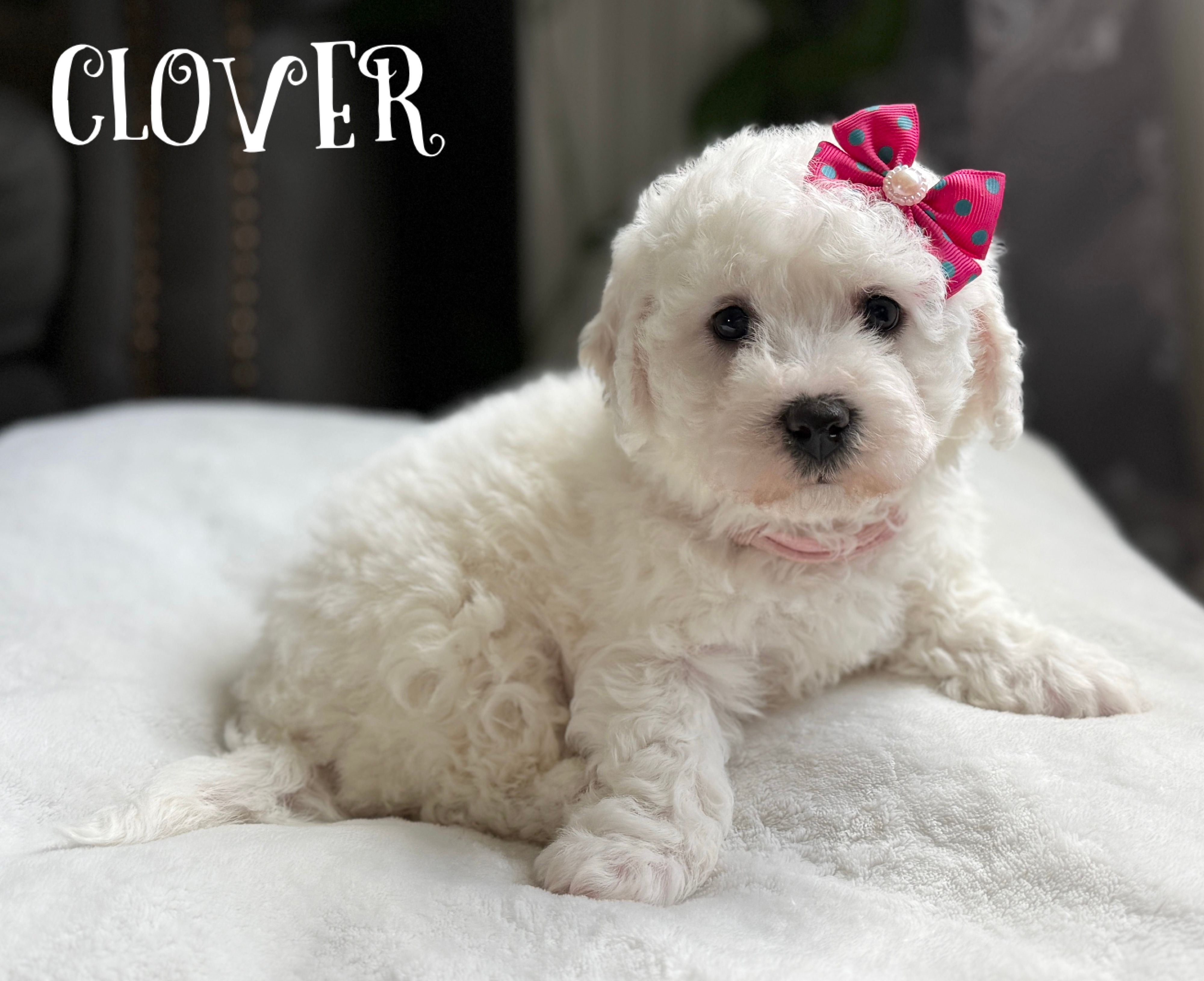 Clover – Bichon Frise puppy for sale in Alum Bank, PA