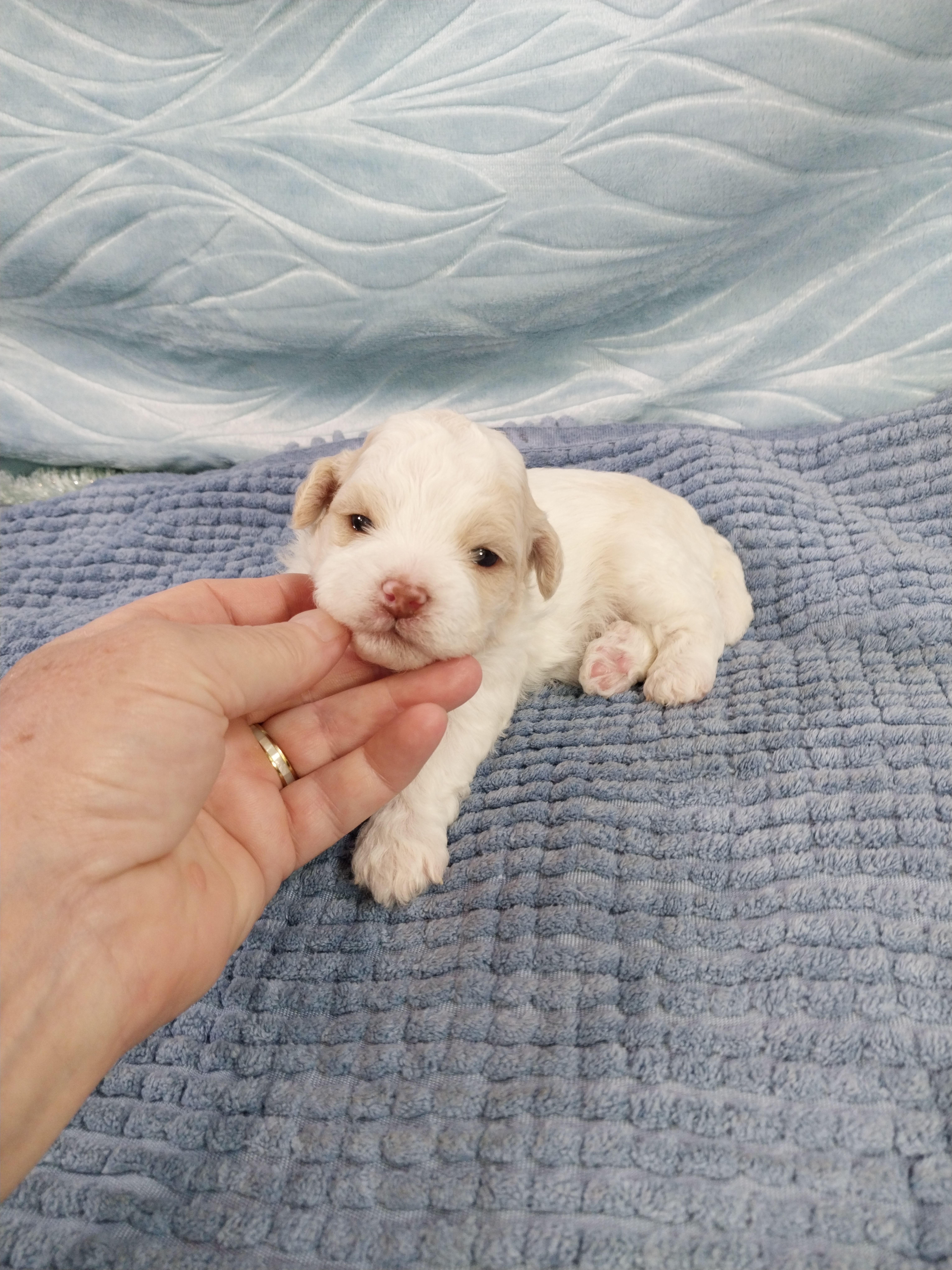 Dusty – Shihpoo puppy for sale in Morganton, NC