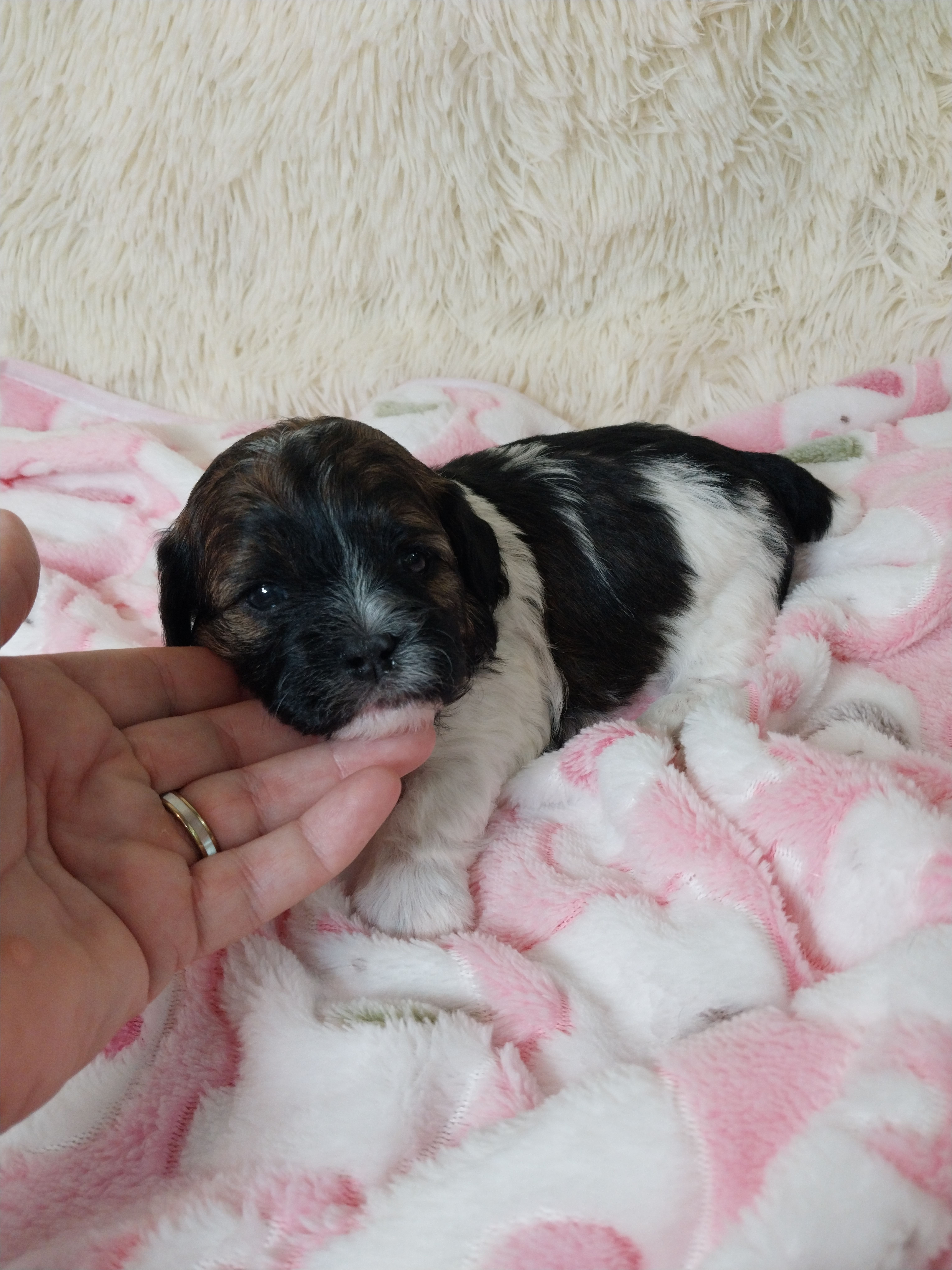 Remi – Shihpoo puppy for sale in Morganton, NC