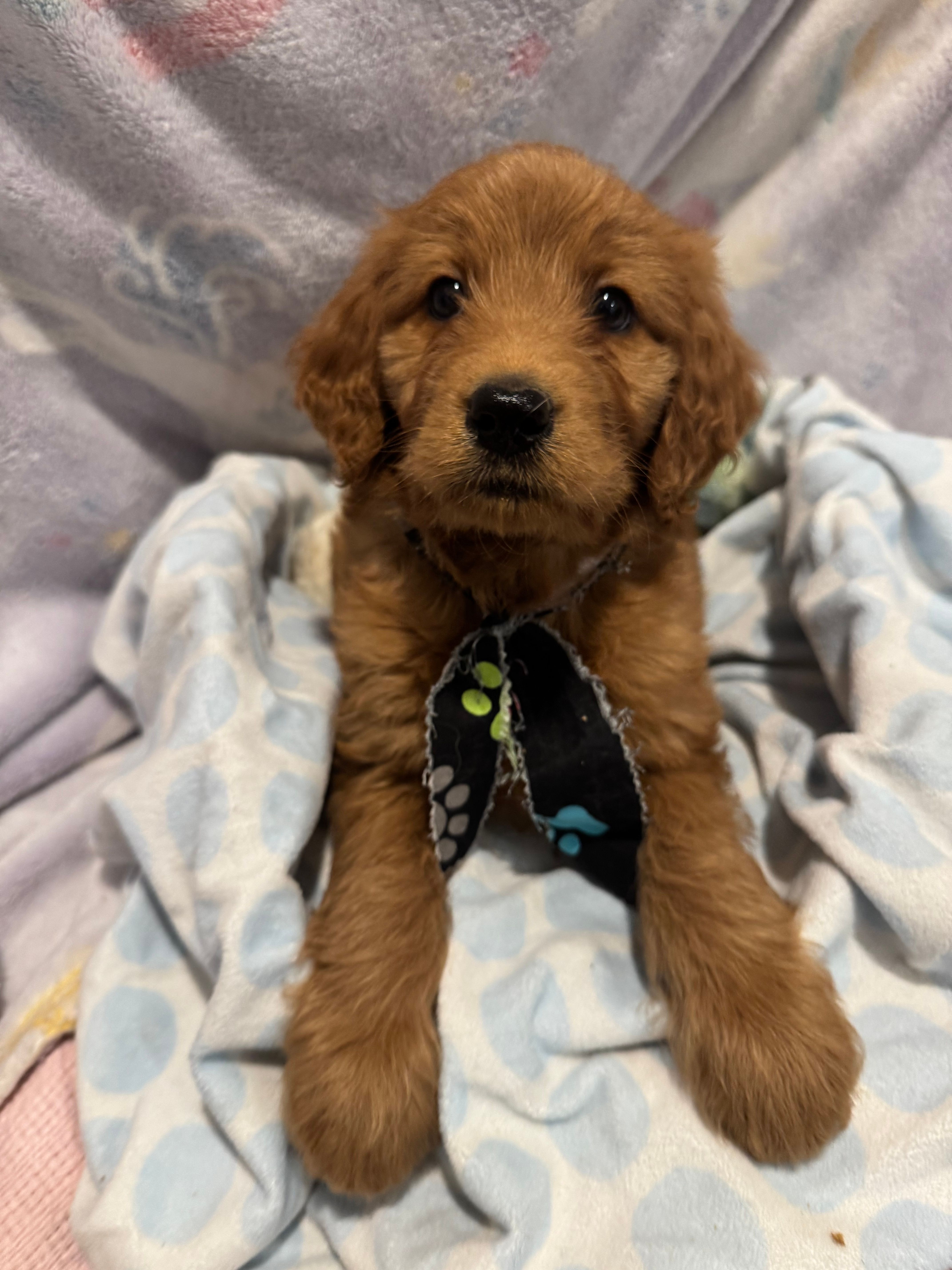 Elvis – Labradoodle, Labrador Retriever puppy for sale in Washington, MO
