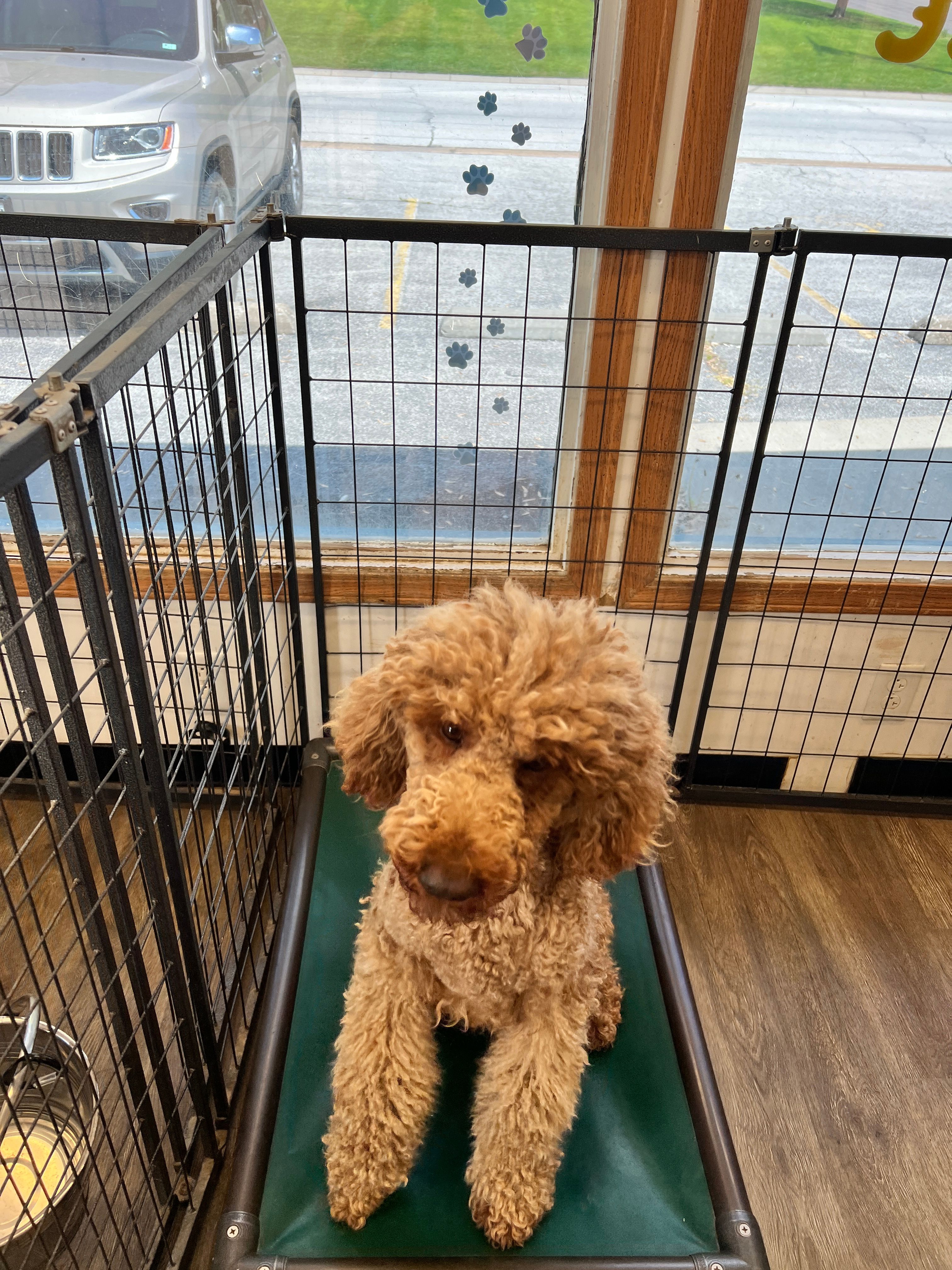 Fozzie – Poodle - Standard  puppy for sale in Washington, MO