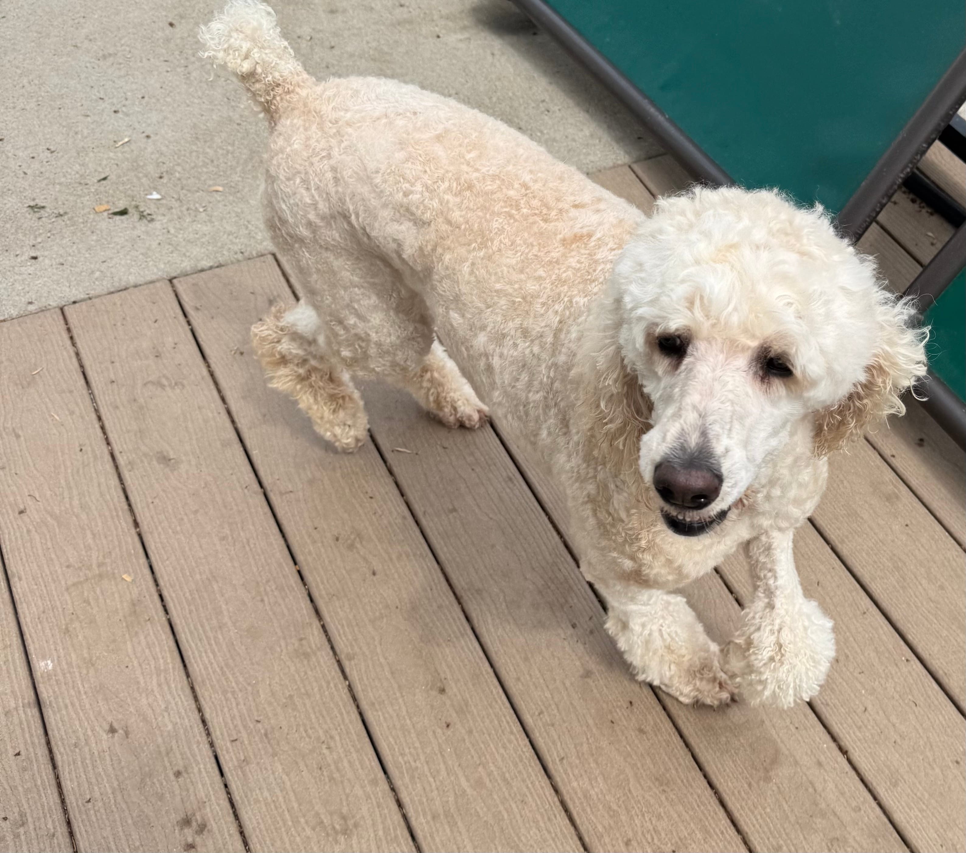 Roxie – Poodle - Standard  puppy for sale in Washington, MO