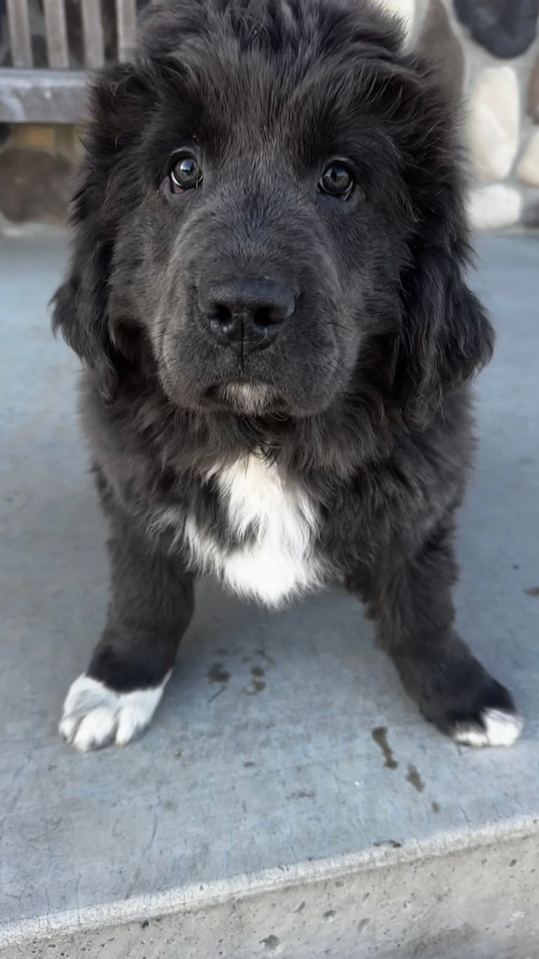 Parmesan – Newfoundland puppy for sale in Cedar Falls, IA