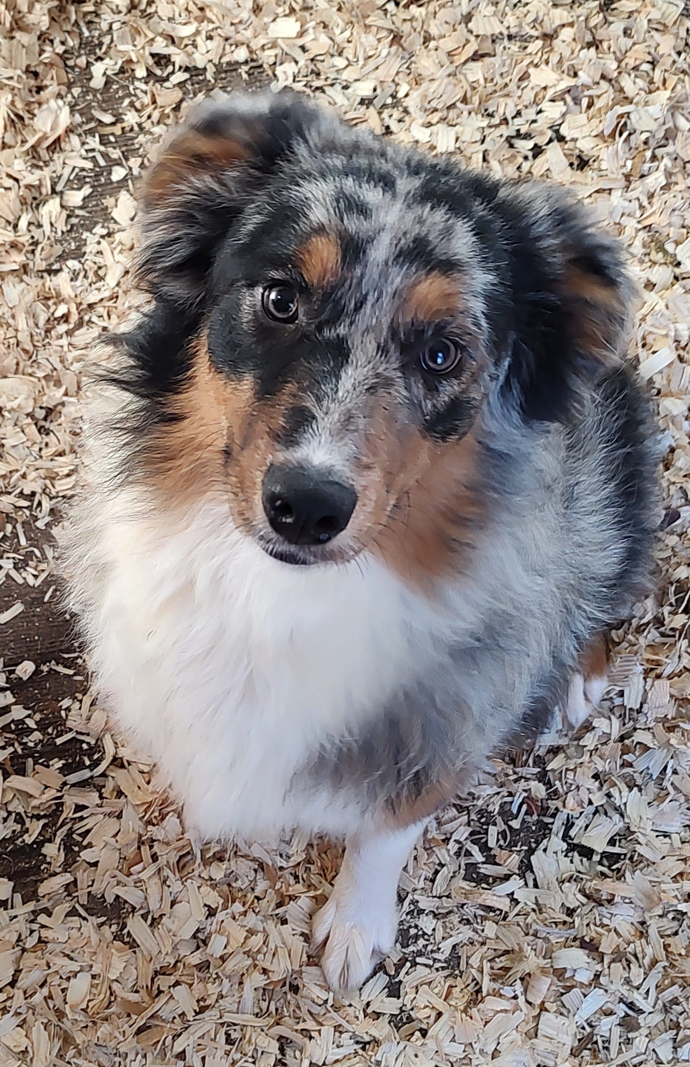 Bailey – Australian Shepherd puppy for sale in Ashley, IN