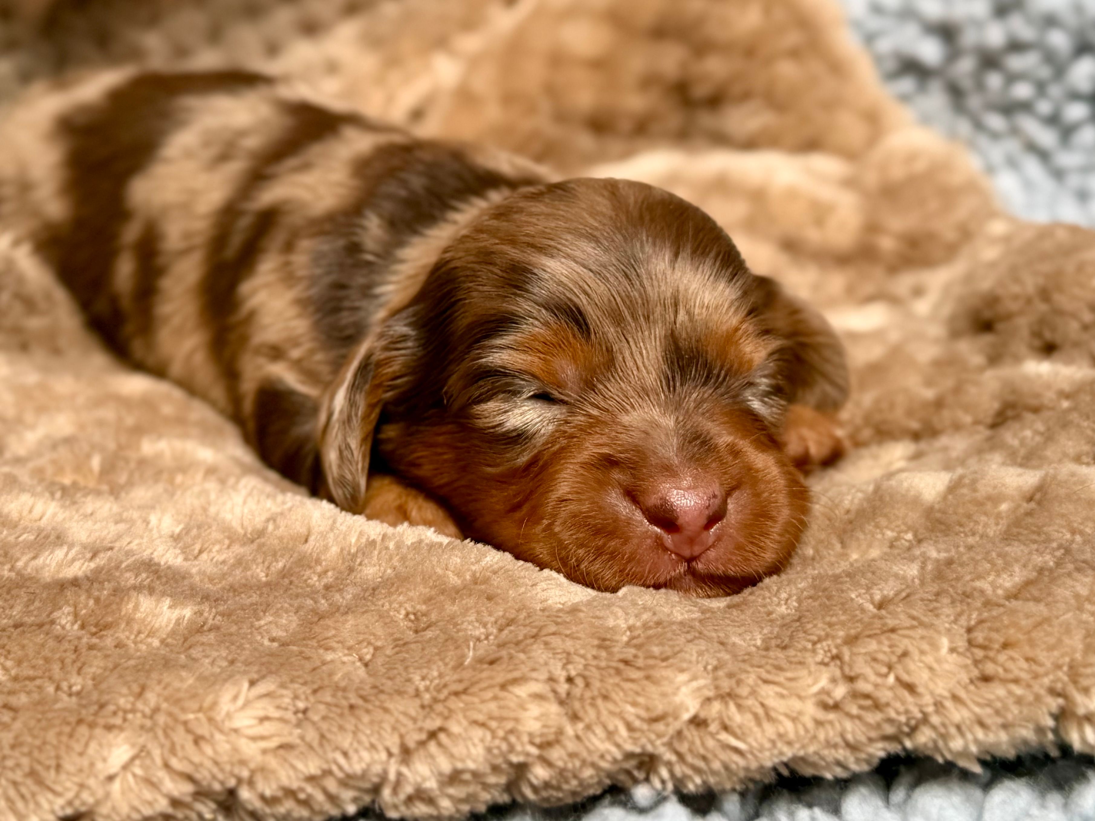 Pickles *Long Haired!* – Miniature Dachshund puppy for sale in Visalia, CA