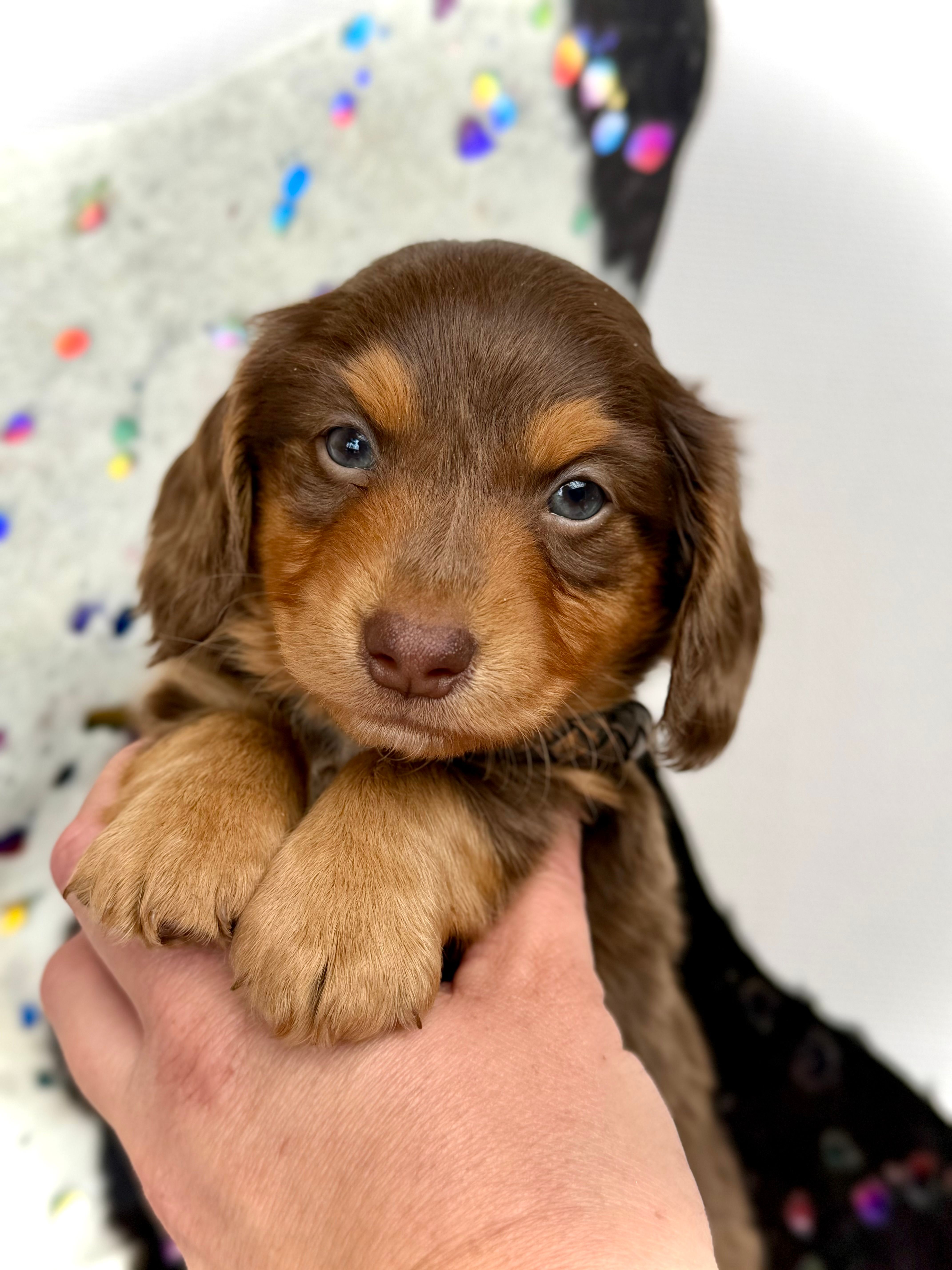Brick -Long Haired- – Miniature Dachshund puppy on hold in Visalia, CA