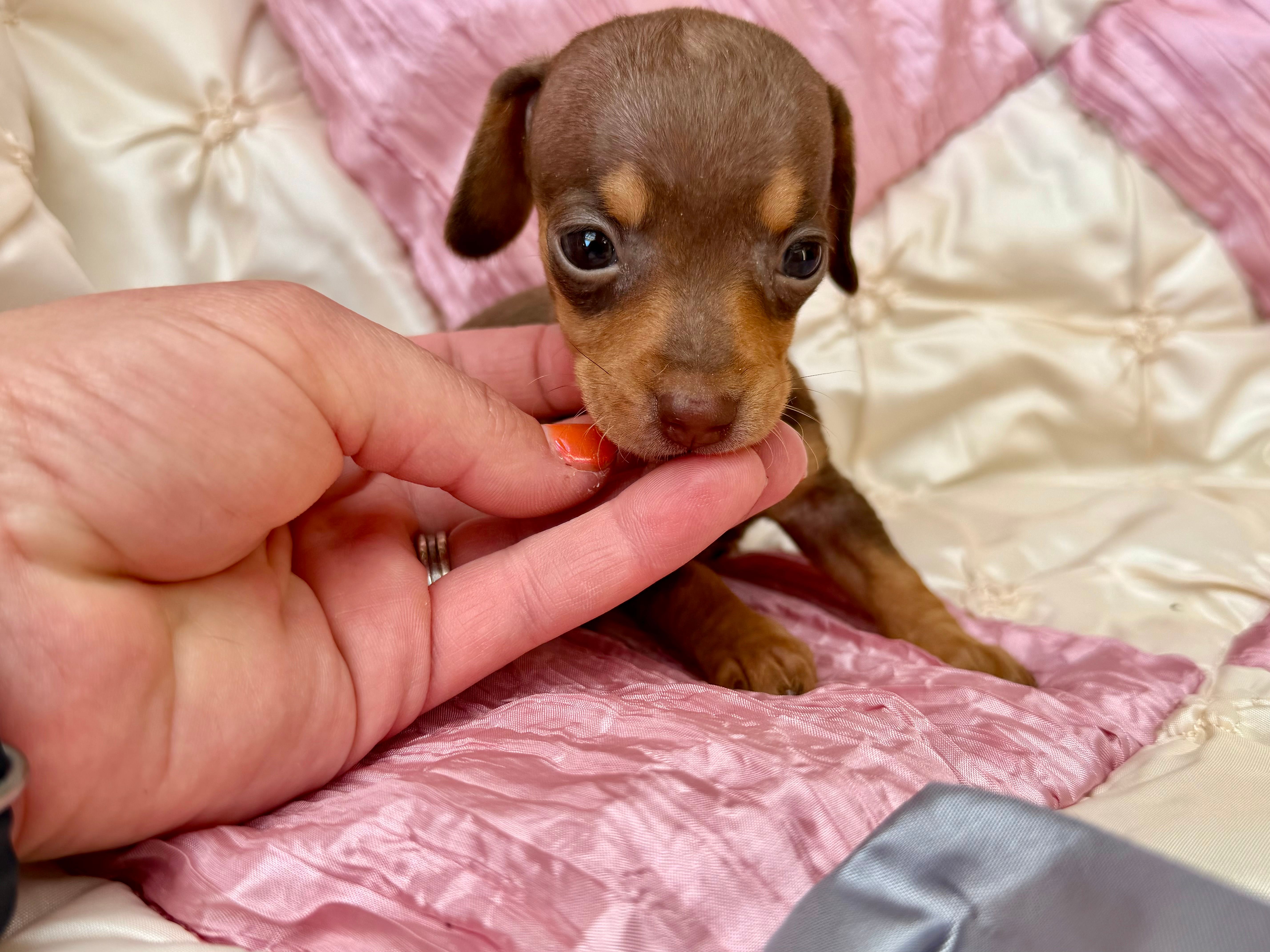 Jenga *Micro Tiny!* – Miniature Dachshund puppy on hold in Visalia, CA