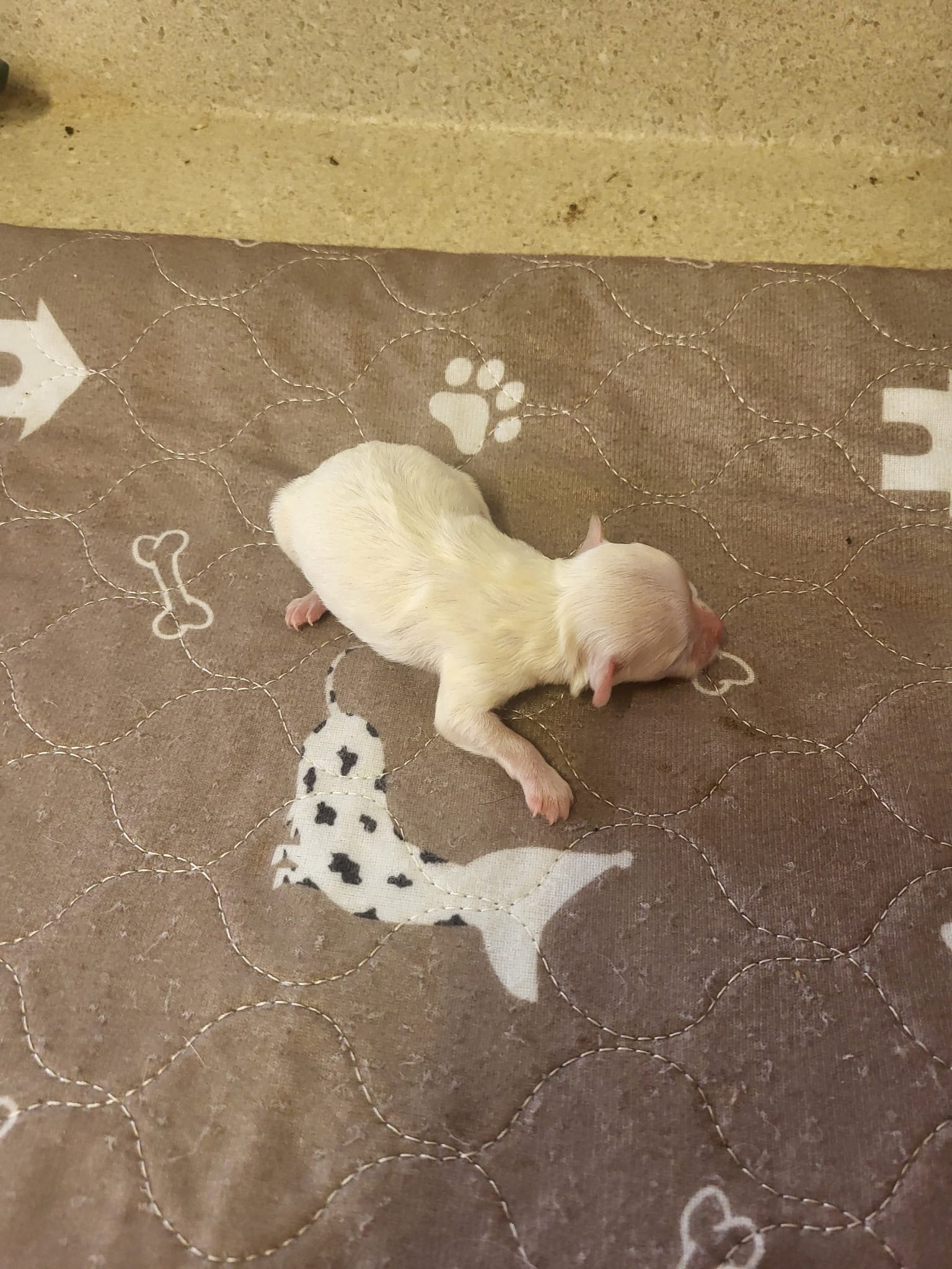 Annie – Maltipoo puppy for sale in Seymour, MO