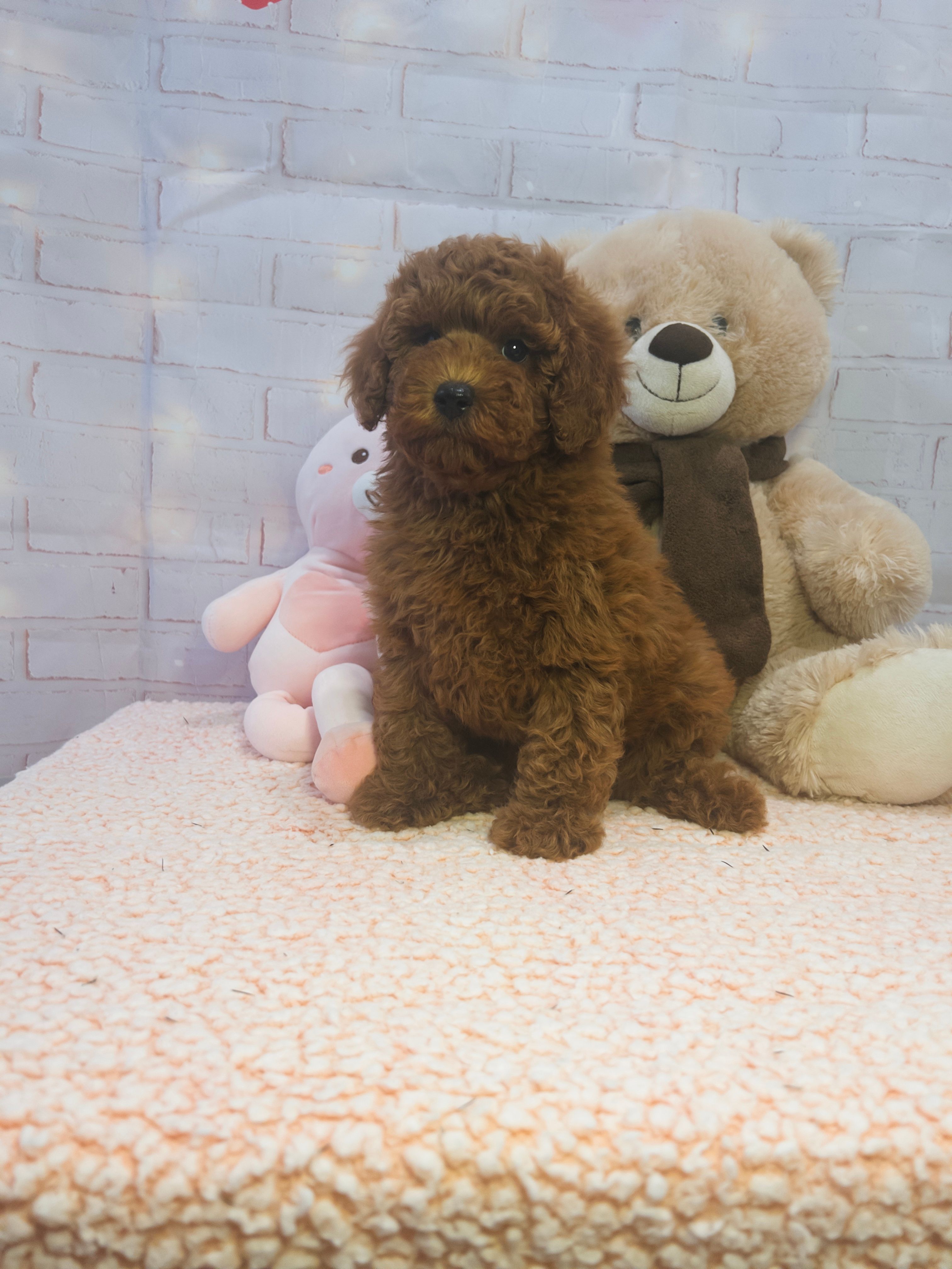 AKC-Latte – Poodle - Toy  puppy for sale in Miami, FL
