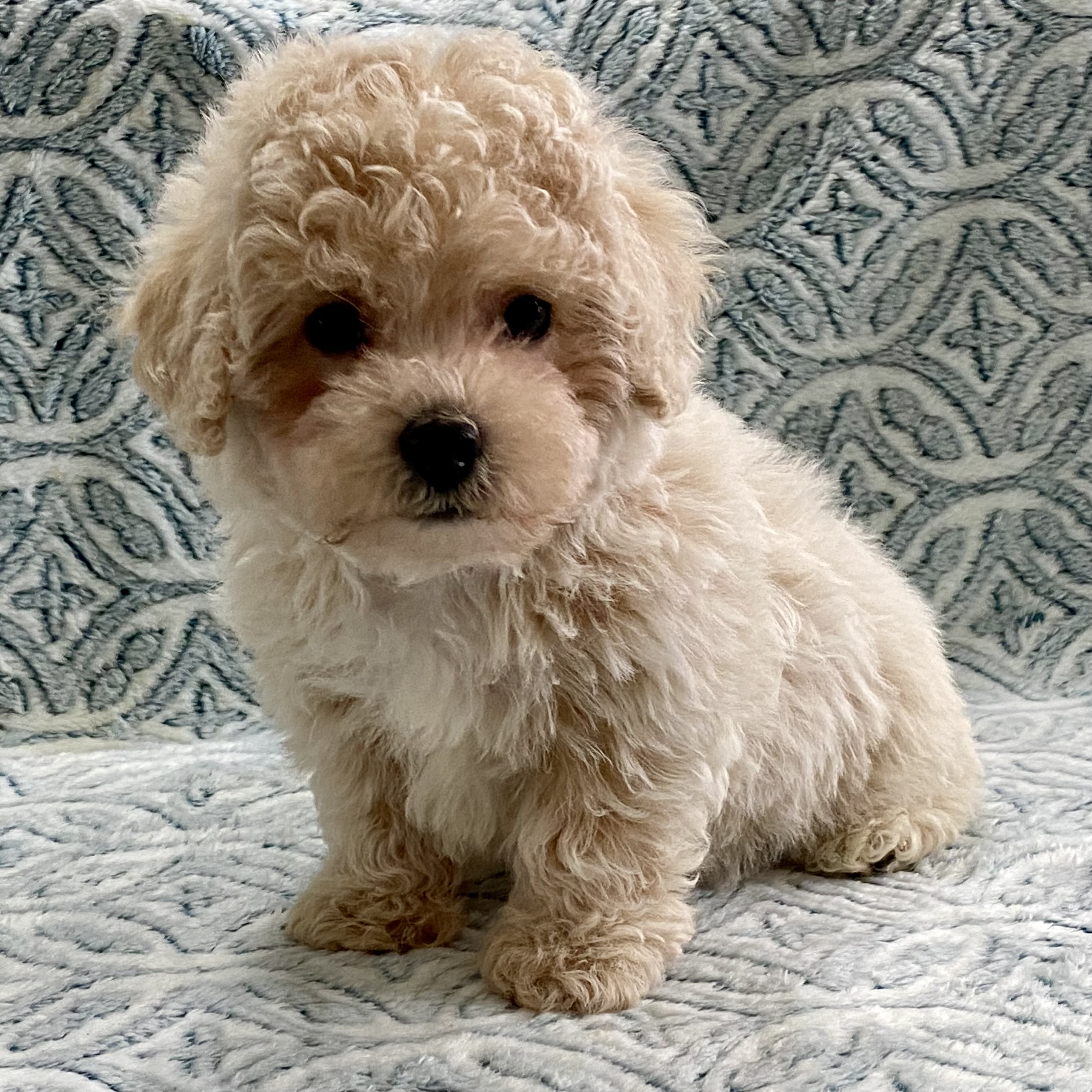 Sammy – Maltipoo, Poodle - Toy  puppy for sale in Tampa, FL