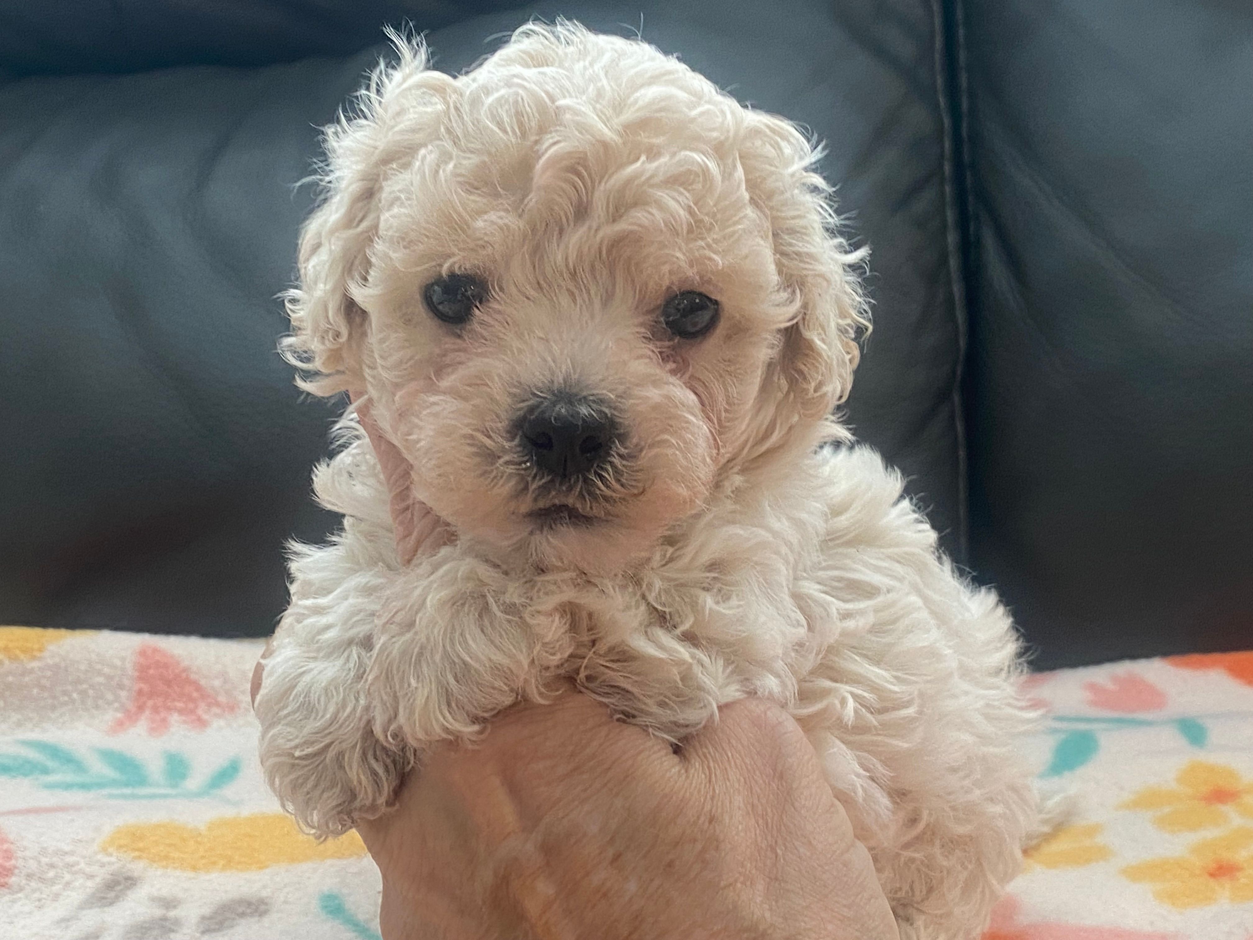 Bailey – Maltipoo, Poodle - Toy  puppy for sale in Tampa, FL