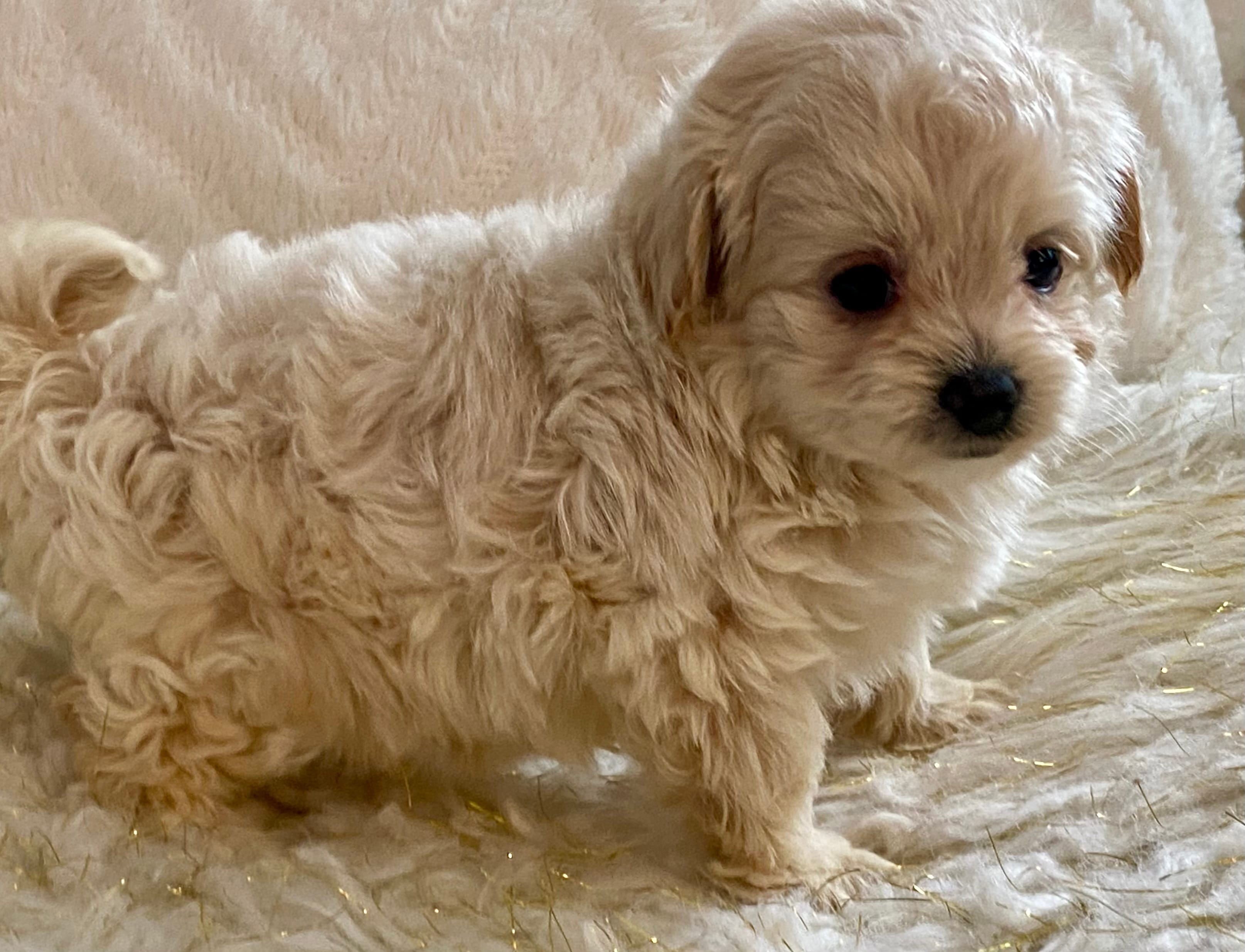 Bella  – Maltipoo, Poodle - Toy  puppy for sale in Tampa, FL