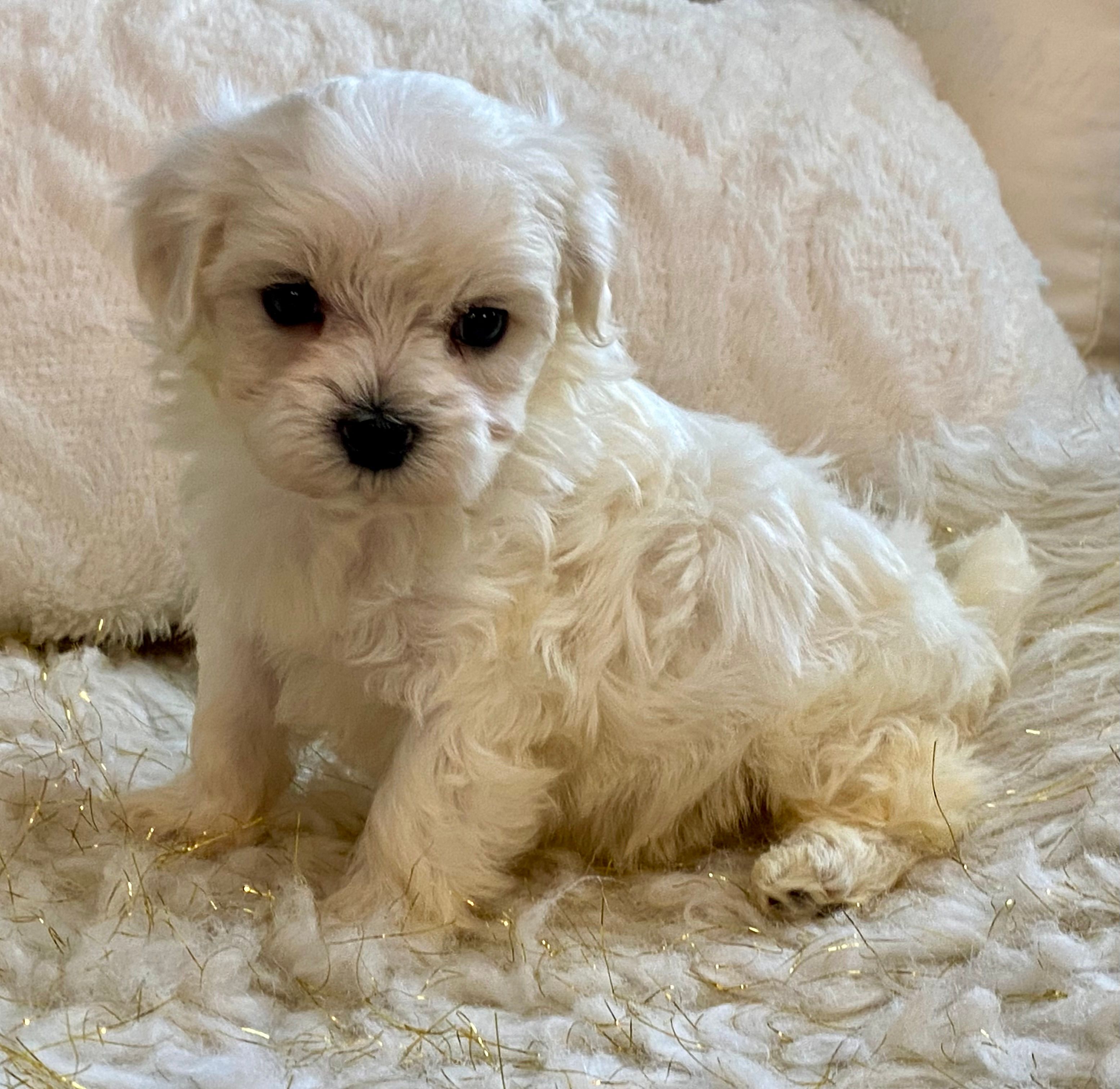 Oliver – Maltipoo, Poodle - Toy  puppy for sale in Tampa, FL