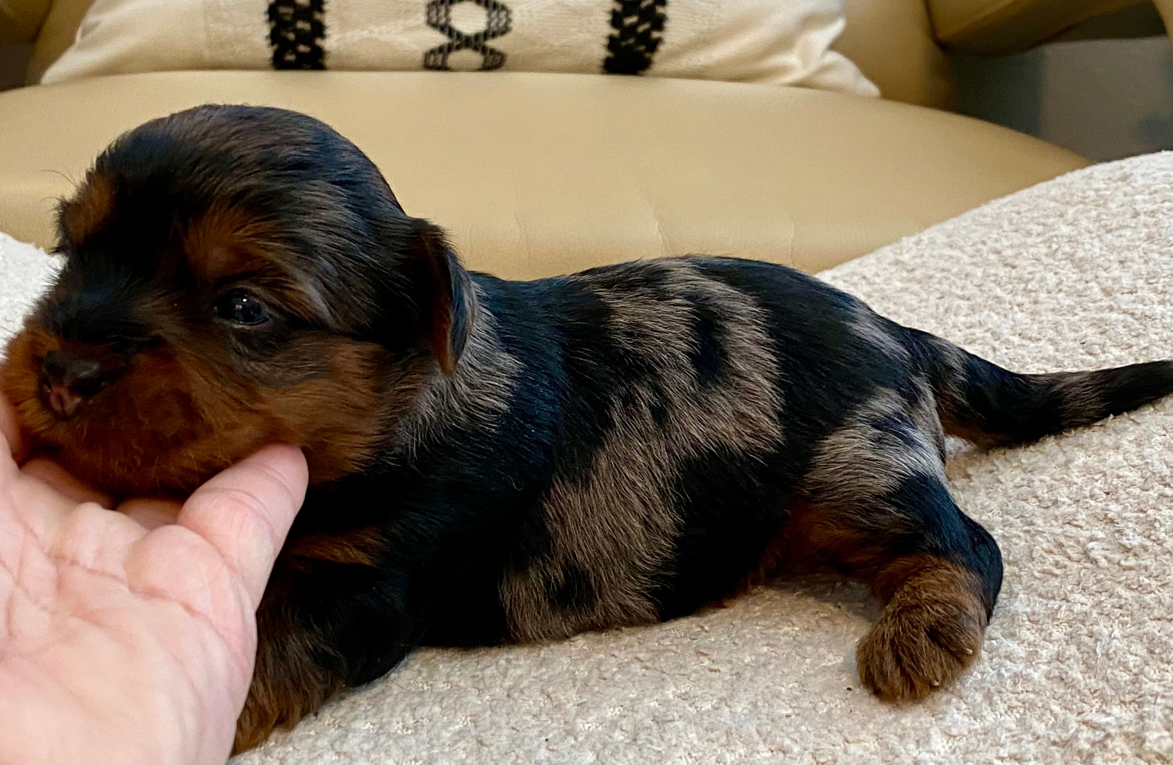 Niko – Yorkshire Terrier puppy for sale in Tampa, FL