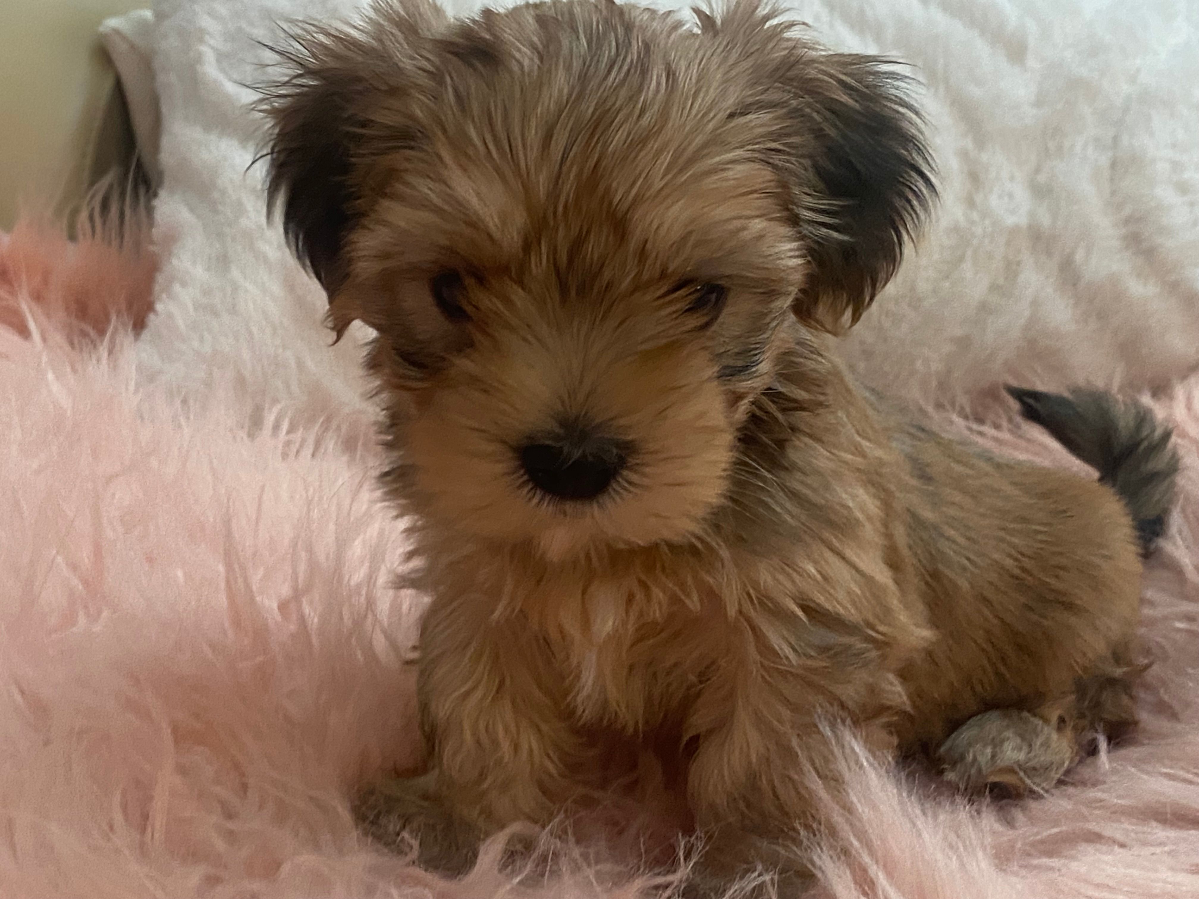 Rico – Yorkshire Terrier, Morkie puppy for sale in Tampa, FL