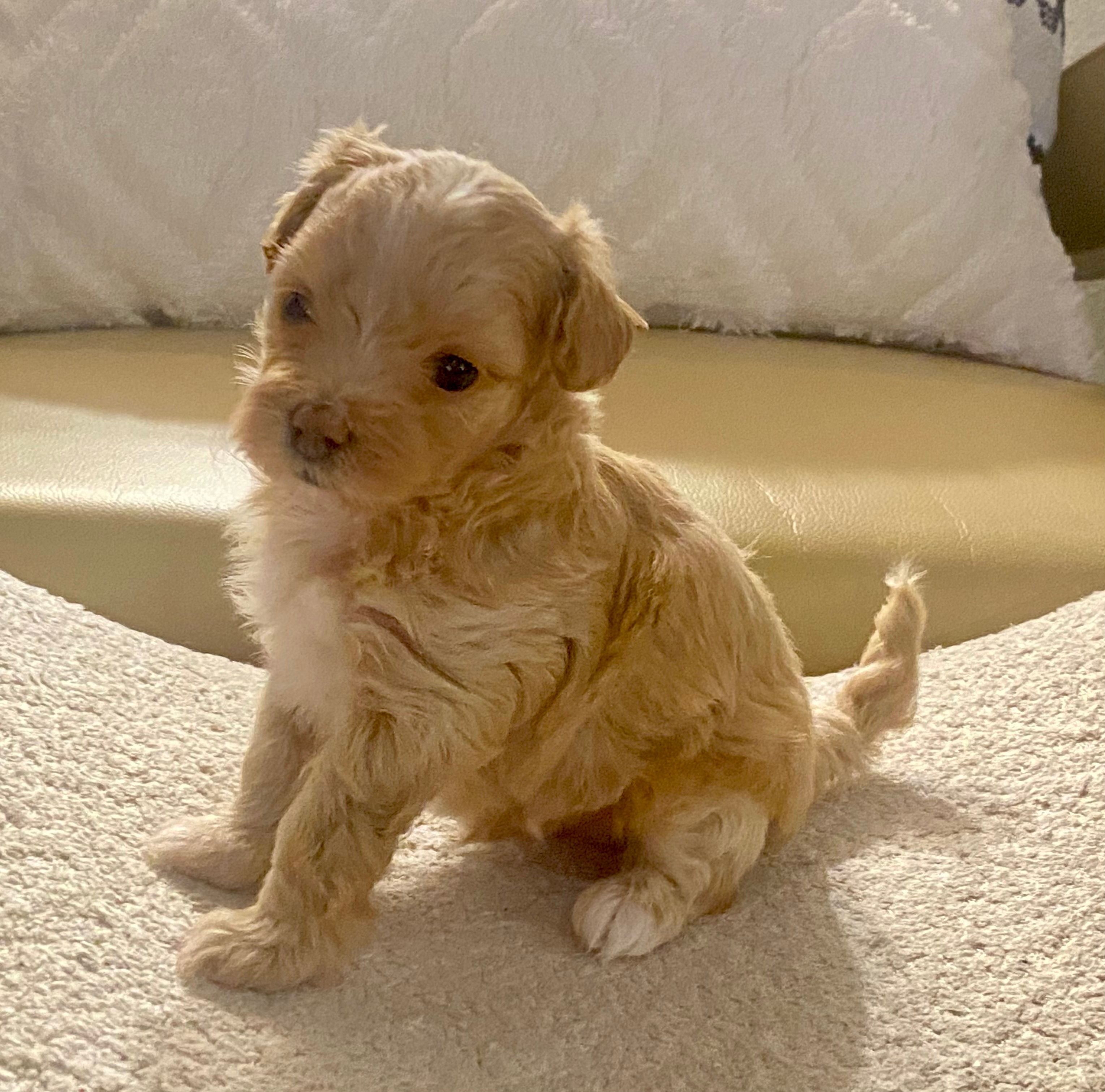 Meeko – Maltipoo, Poodle - Toy  puppy for sale in Tampa, FL