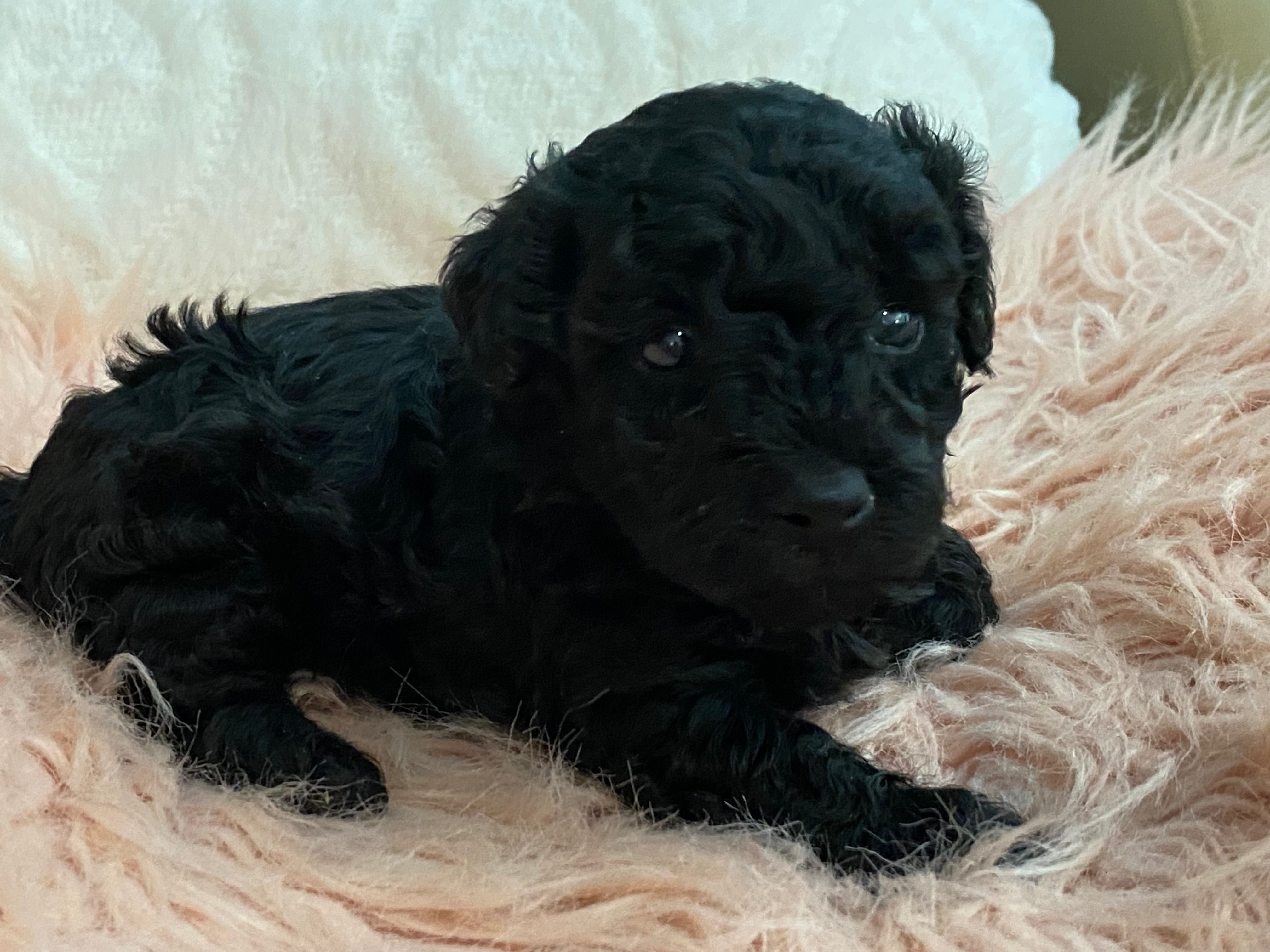 Flash – Maltipoo, Poodle - Toy  puppy for sale in Tampa, FL
