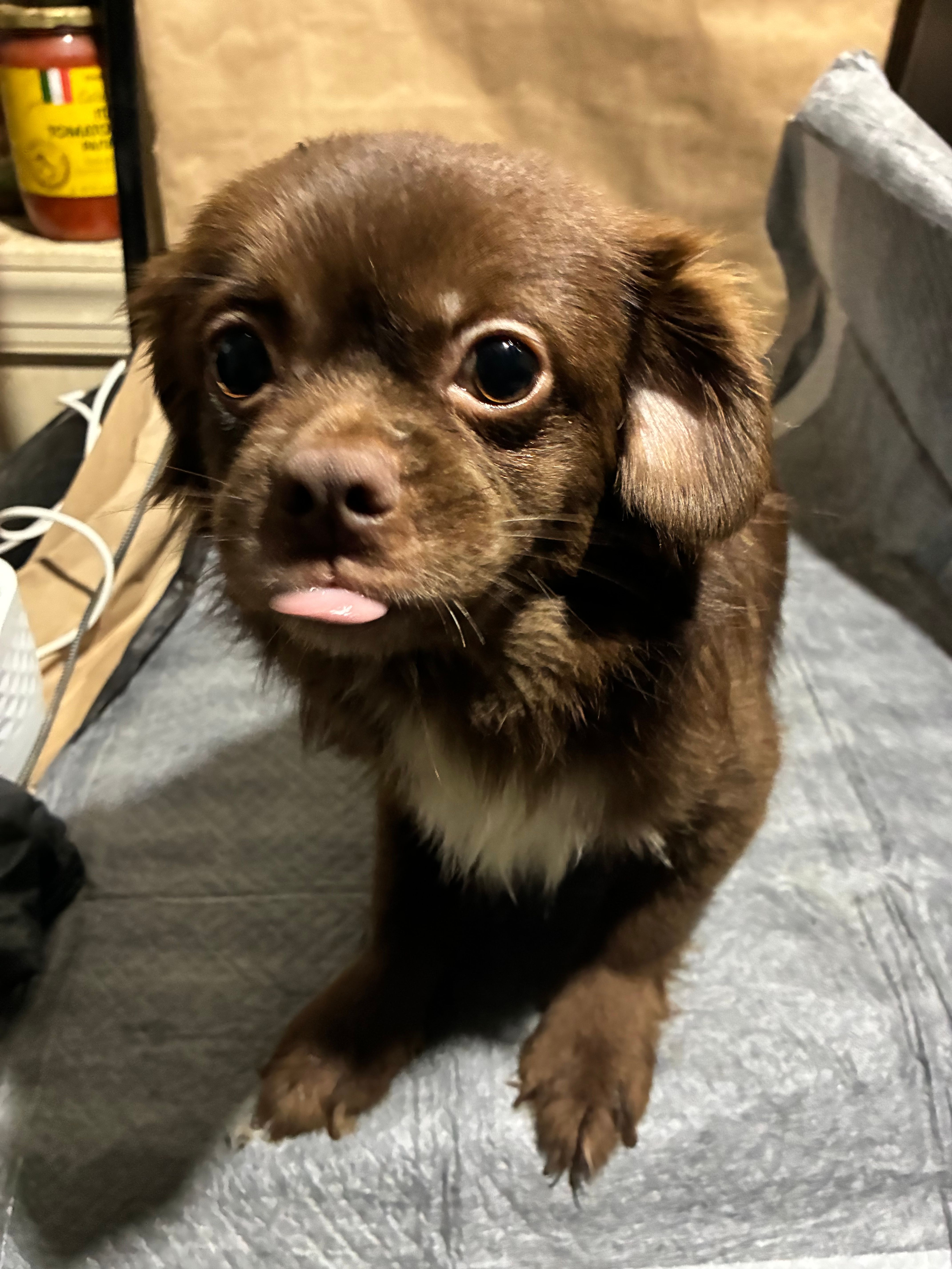 Browny – Chihuahua puppy for sale in Wayne, PA