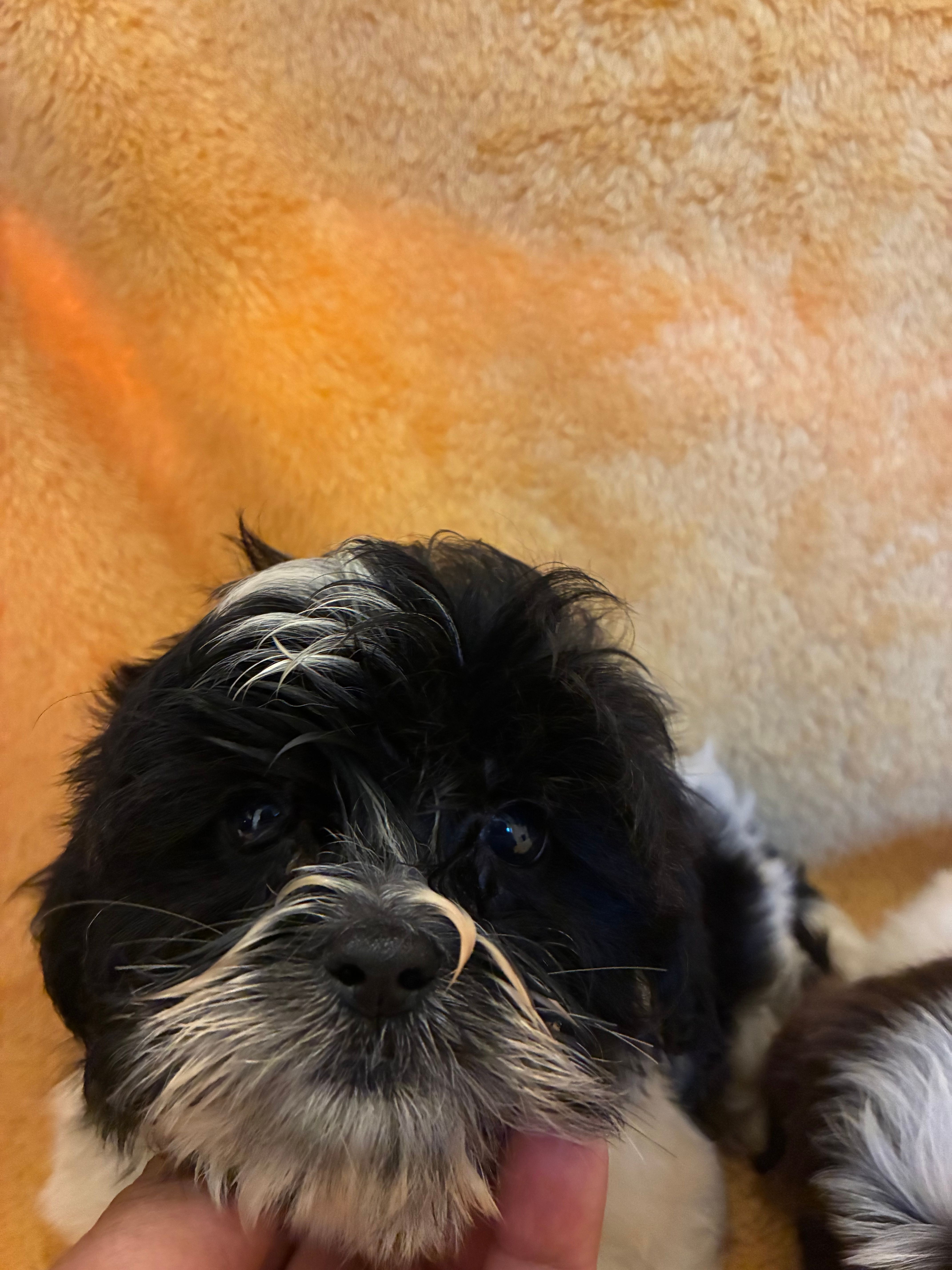 Fur Ball  – Shihpoo puppy for sale in Wayne, PA