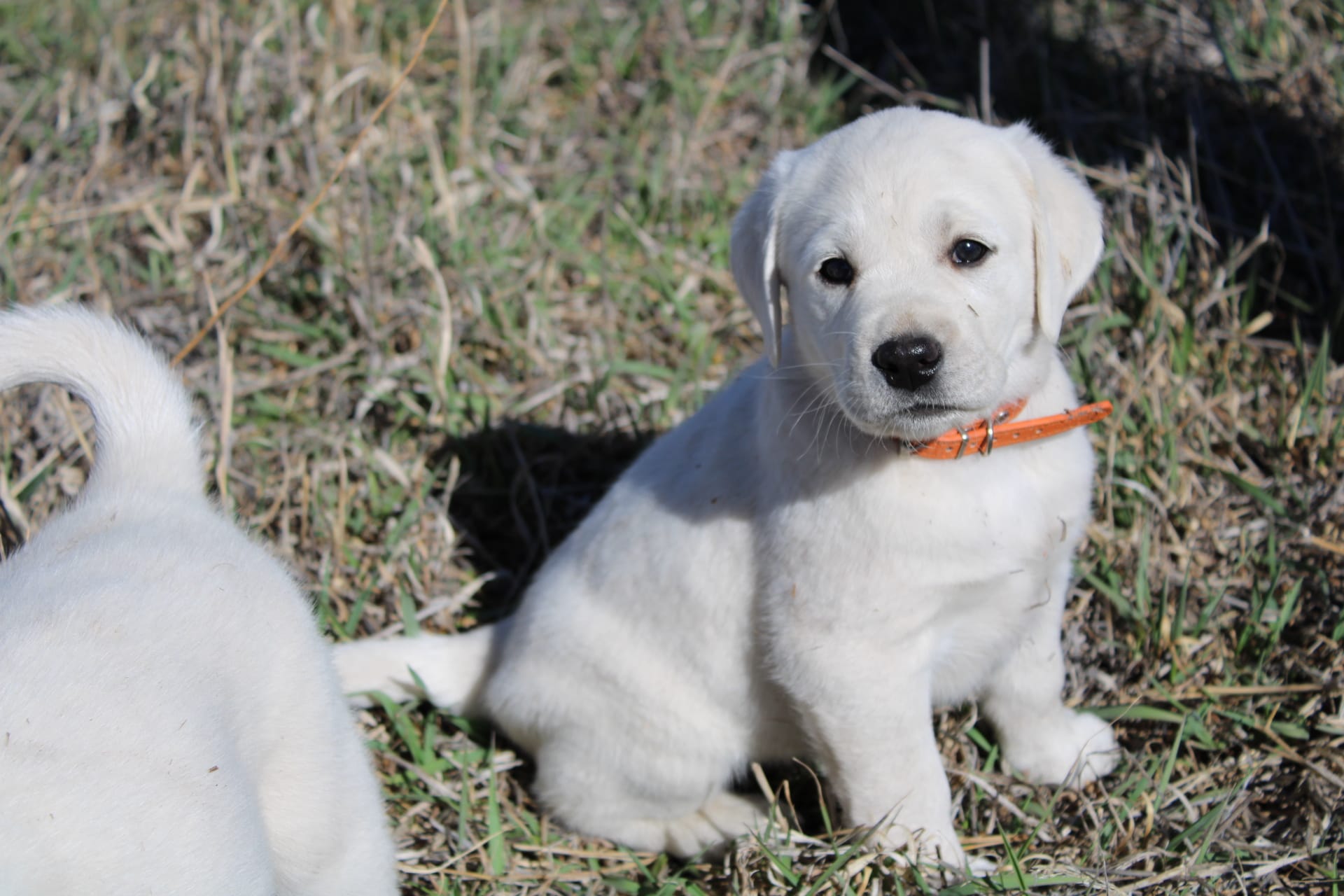 Mr.Orange  – Labrador Retriever puppy for sale in Grand Junction, CO